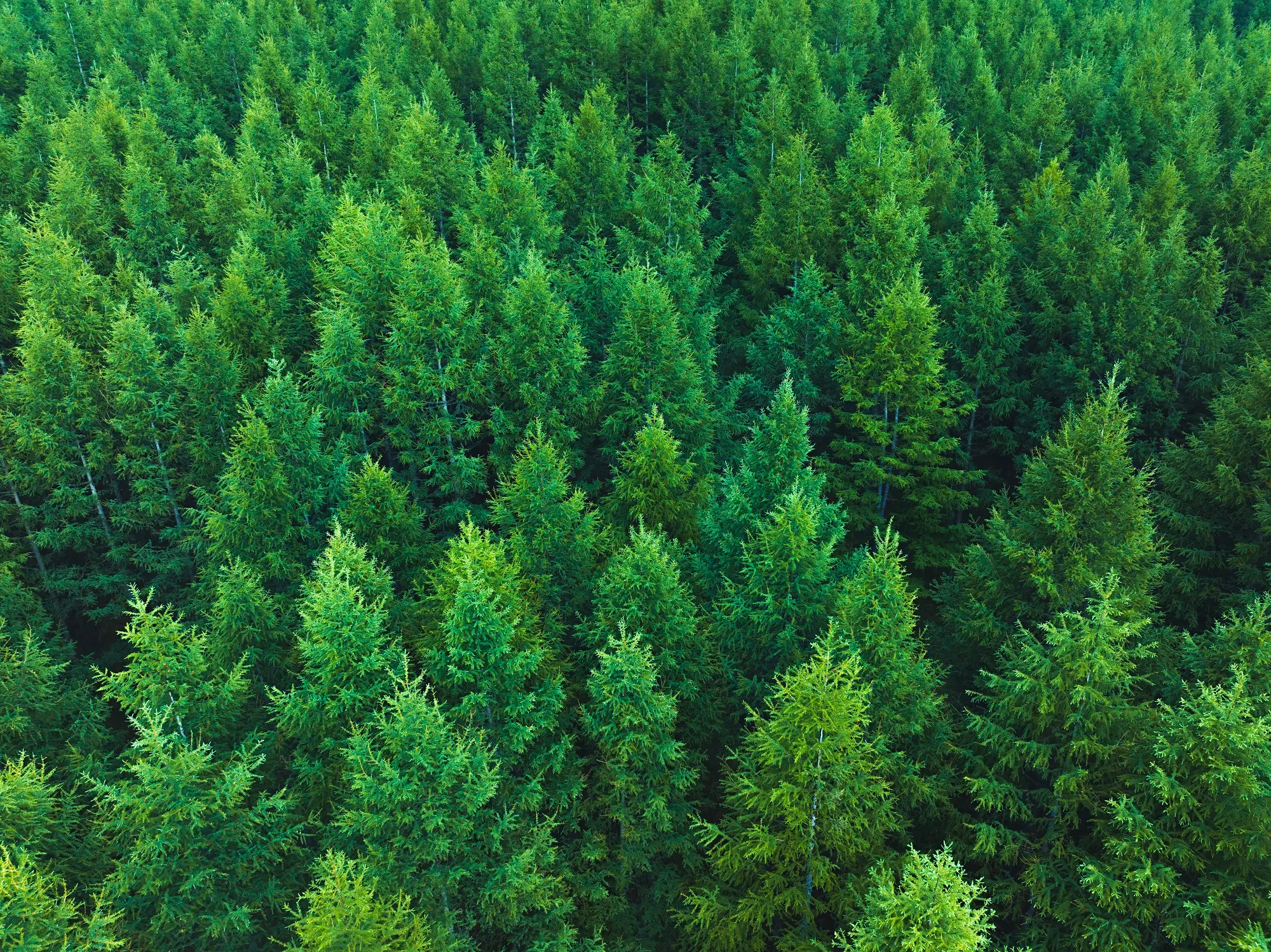 The victim was a reported recluse who lived in the woods near Brasc (Xuanyu Han/Getty Images)