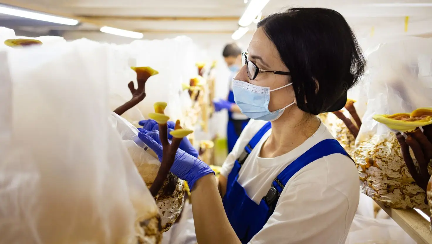 Experts have said the humble mushroom could be a 'huge economic advantage' if research continues (Getty Stock Image)