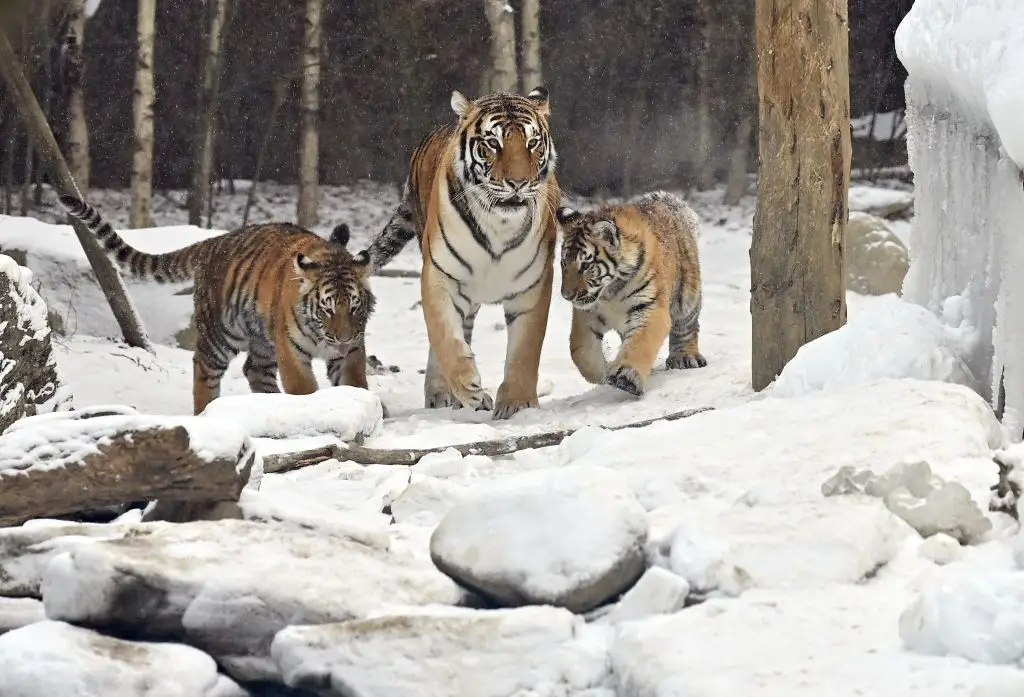 Siberian tigers are said to be hunted for food and trade (JUNG YEON-JE/Getty Images)
