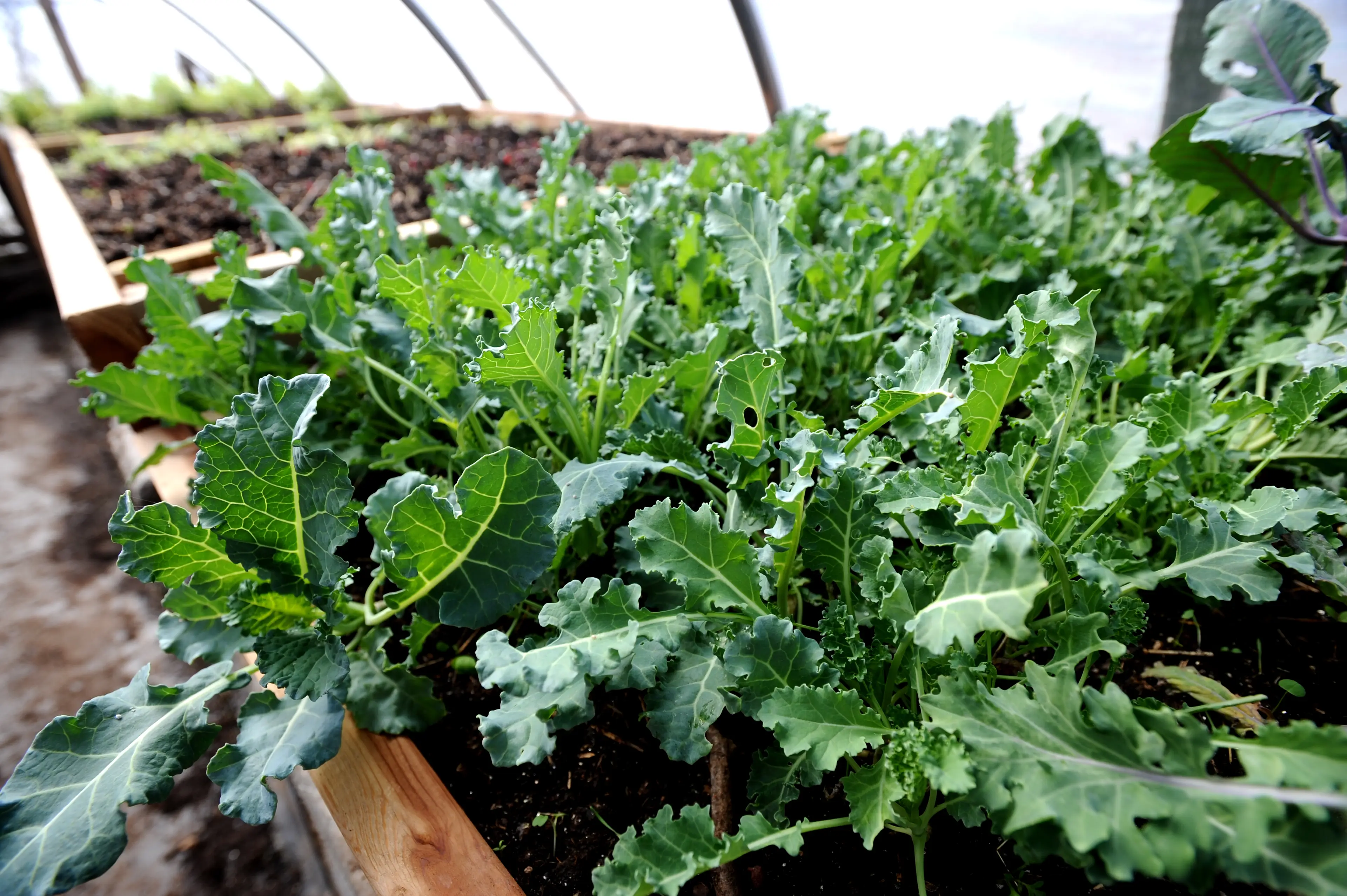 Leafy green vegetables like kale also serve as a good source of the nutrient (Marty Caivano/Digital First Media/Boulder Daily Camera via Getty Images)