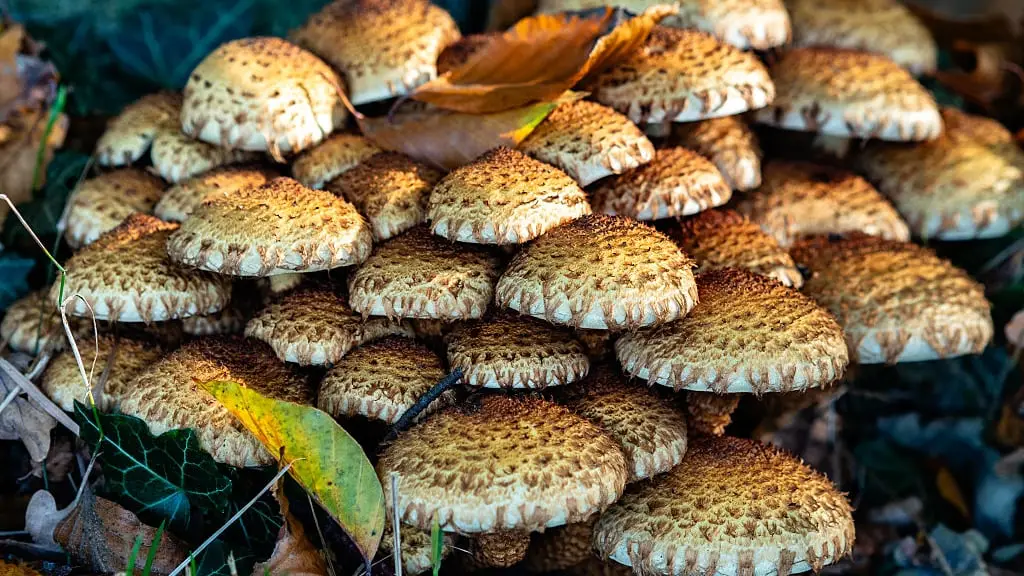 NurPhoto/Getty Images