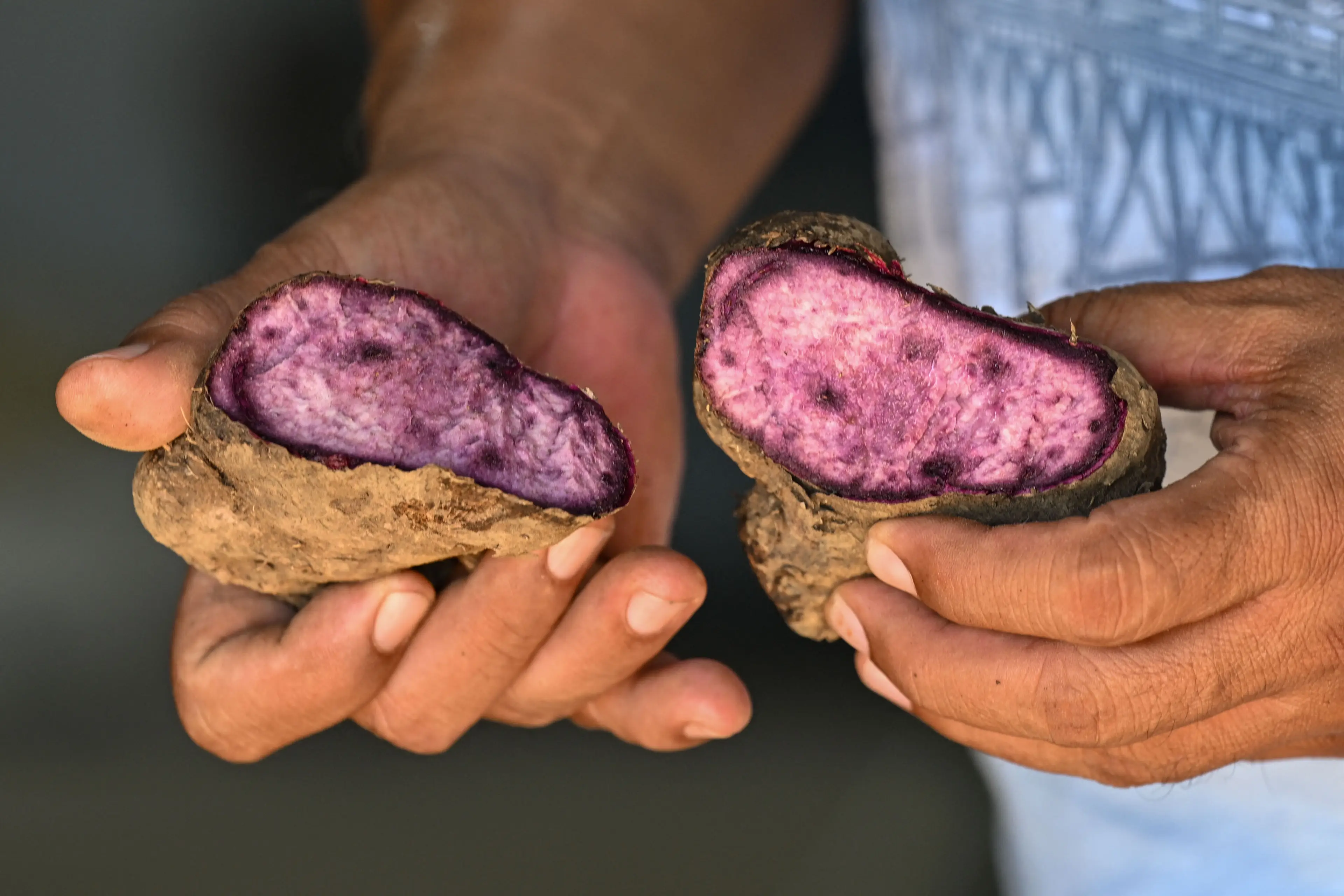 (Jam STA ROSA / AFP via Getty Images)
