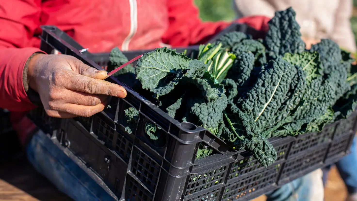 Kale has a ton of health benefits and is rich in vitamin C and K, according to an expert (Getty Stock Image)