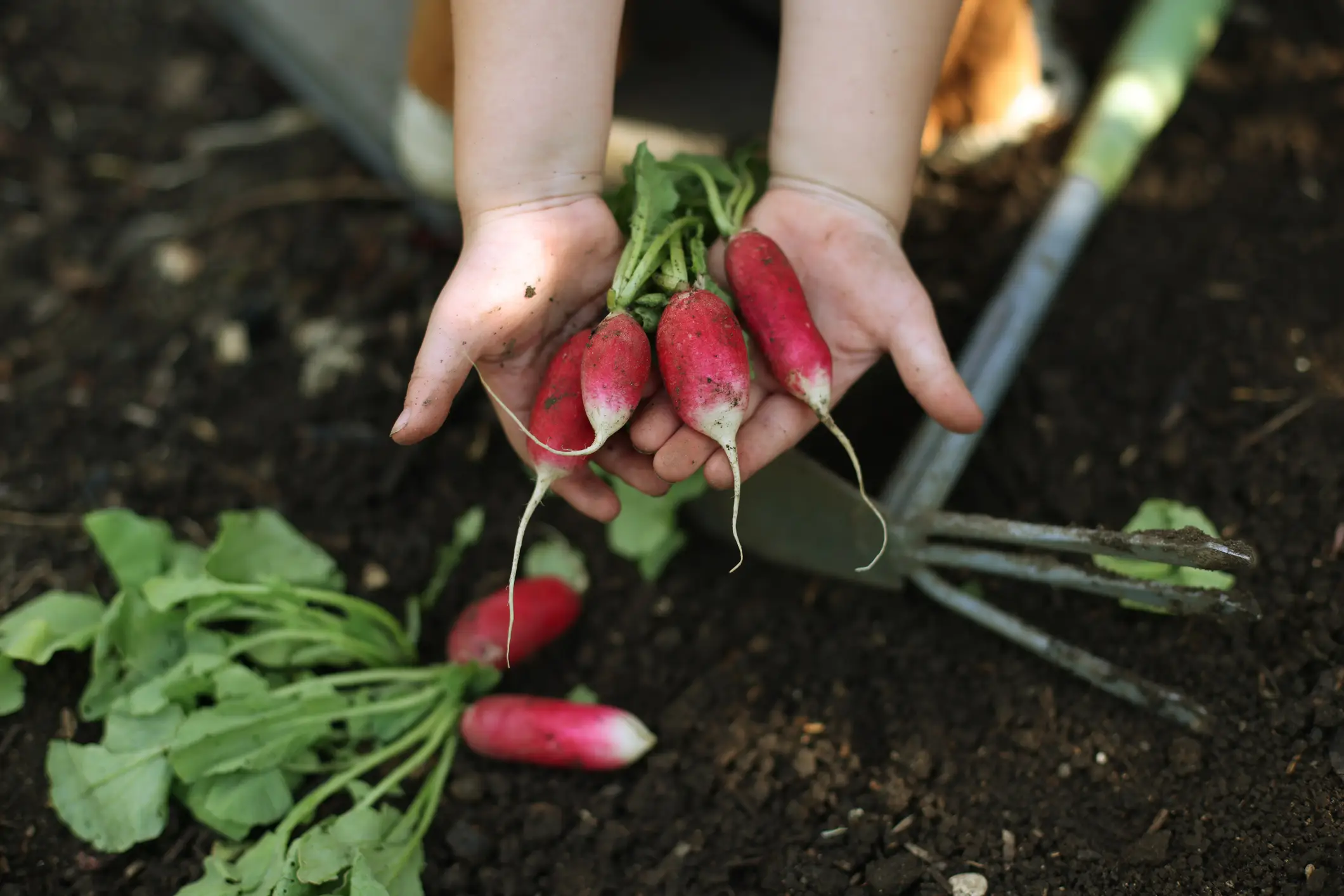 A scientific study of radishes saw how microplastics can get inside vegetables (Getty Images/Catherine Delahaye)