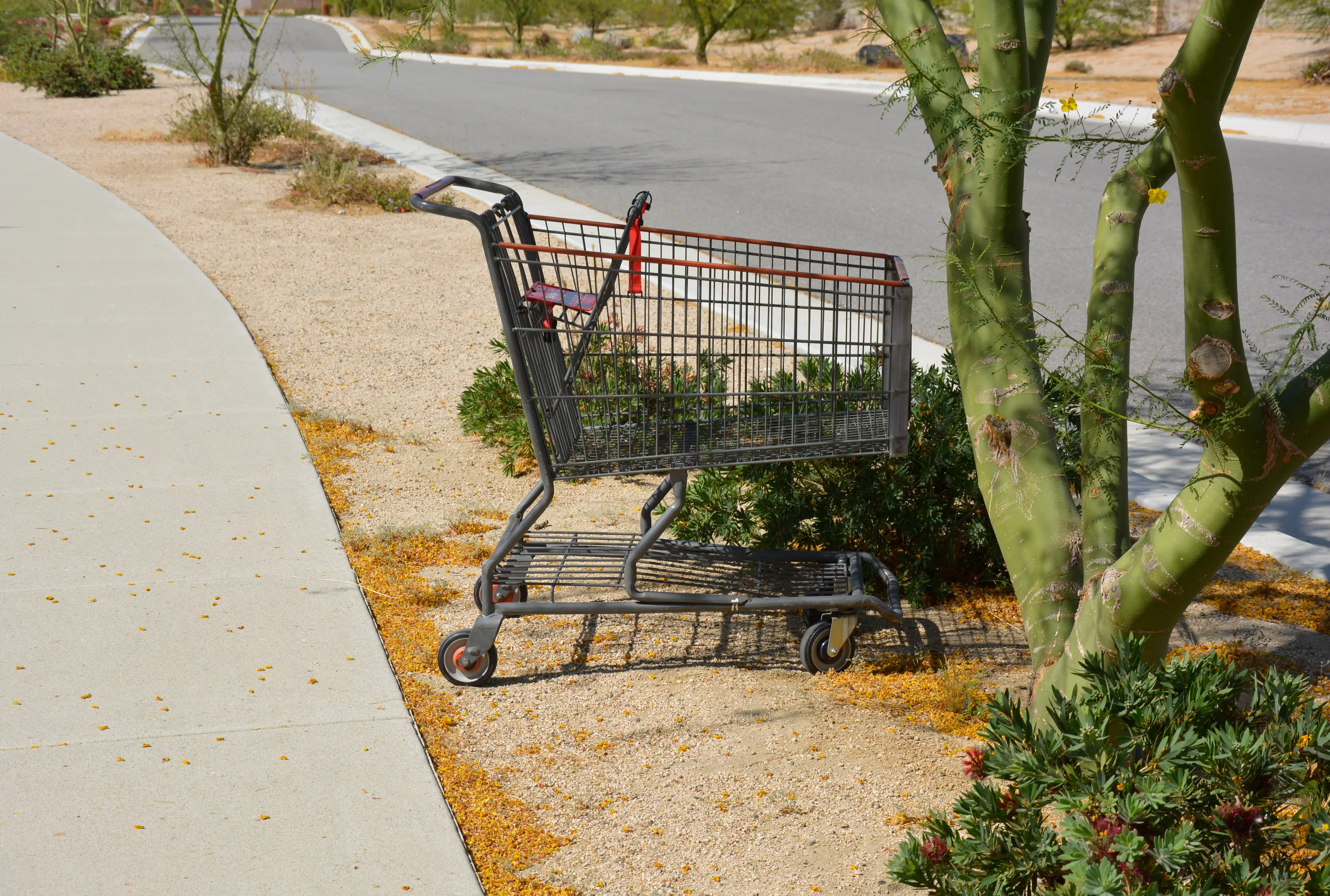 This buddy looks pretty far from home (Elvira Laskowski/Getty Images)