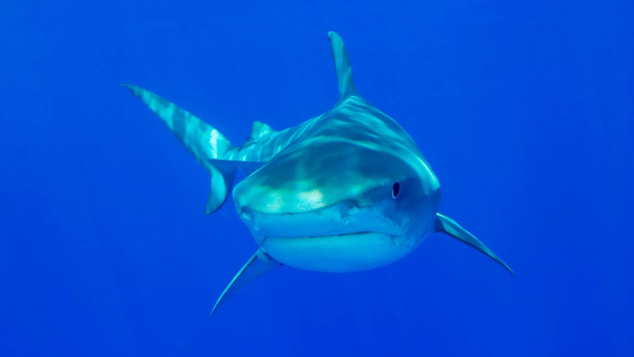 Stuart Westmorland via Getty Images