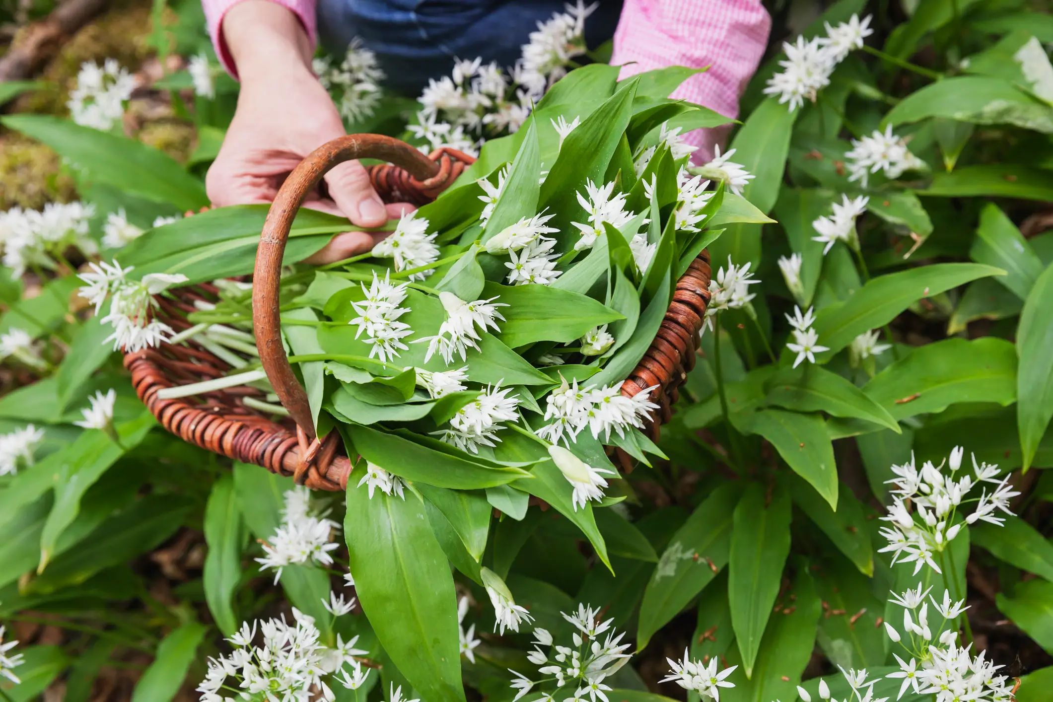 Wild garlic is a lovely treat to stumble upon (Westend61/Getty Images)