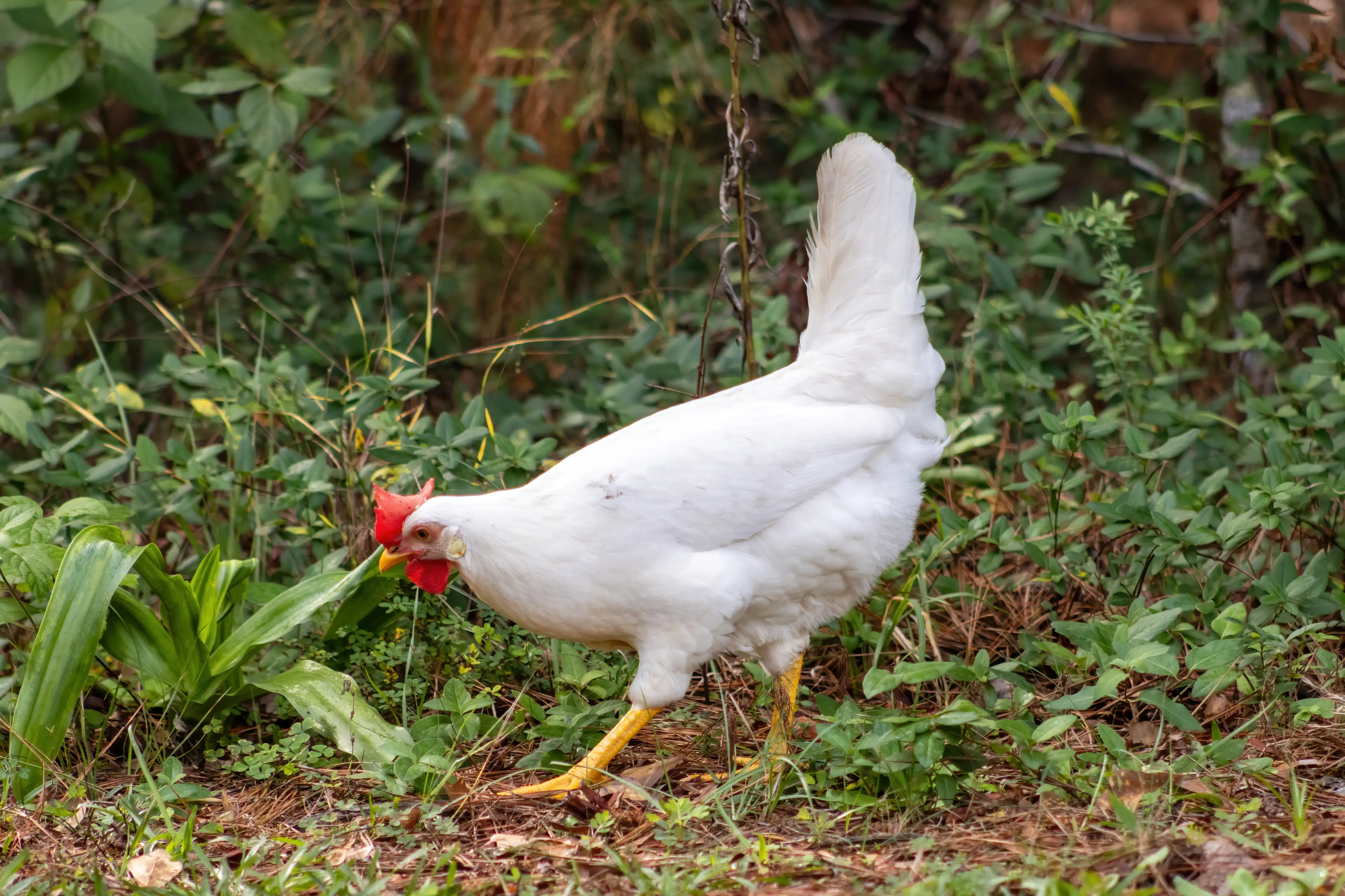 White chickens generally lay white eggs, while brown chickens lay brown (Getty Stock Image)