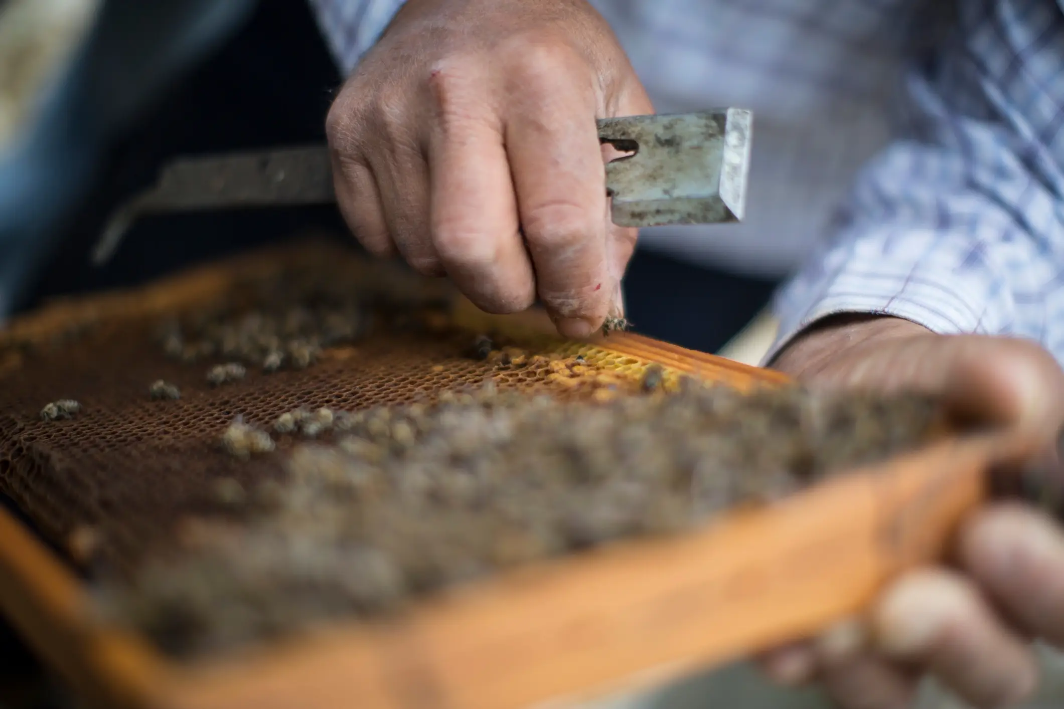 A beekeeper tends to his hive on Crete, Greece (Tim E White/Getty Images)
