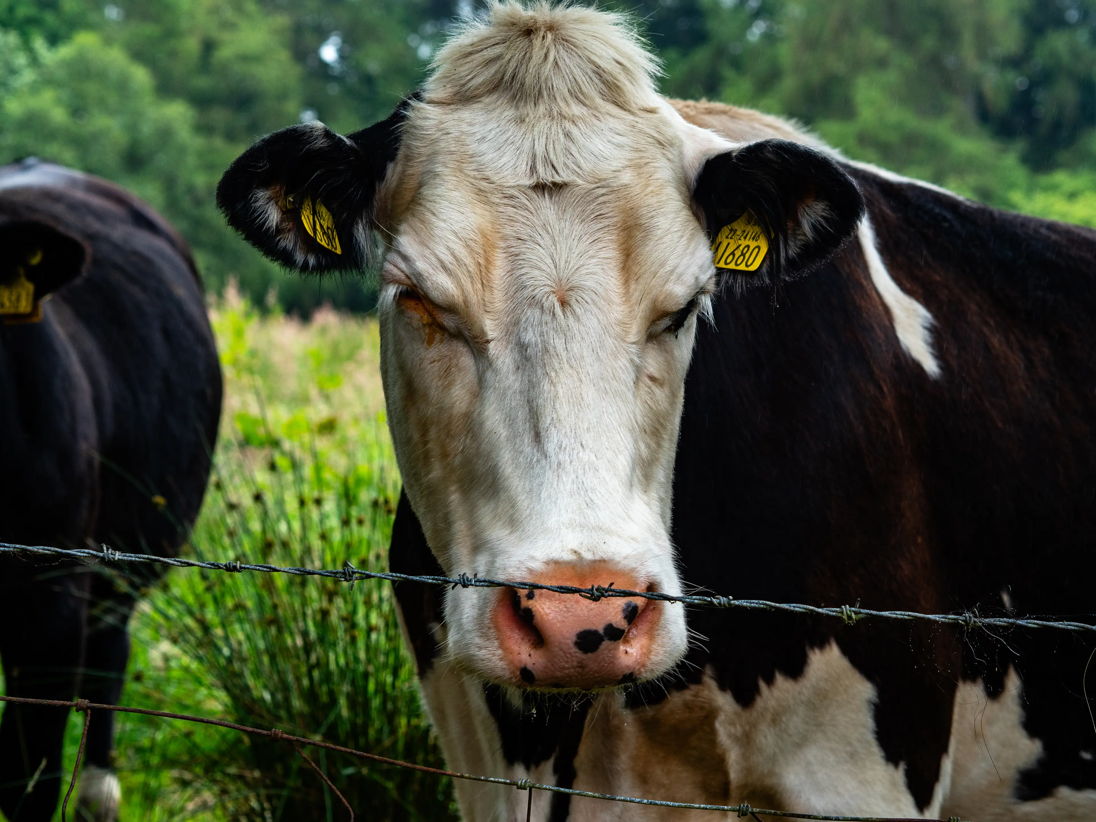 Milk production has fallen as a result of the hot weather (Romy Arroyo Fernandez/NurPhoto via Getty Images)