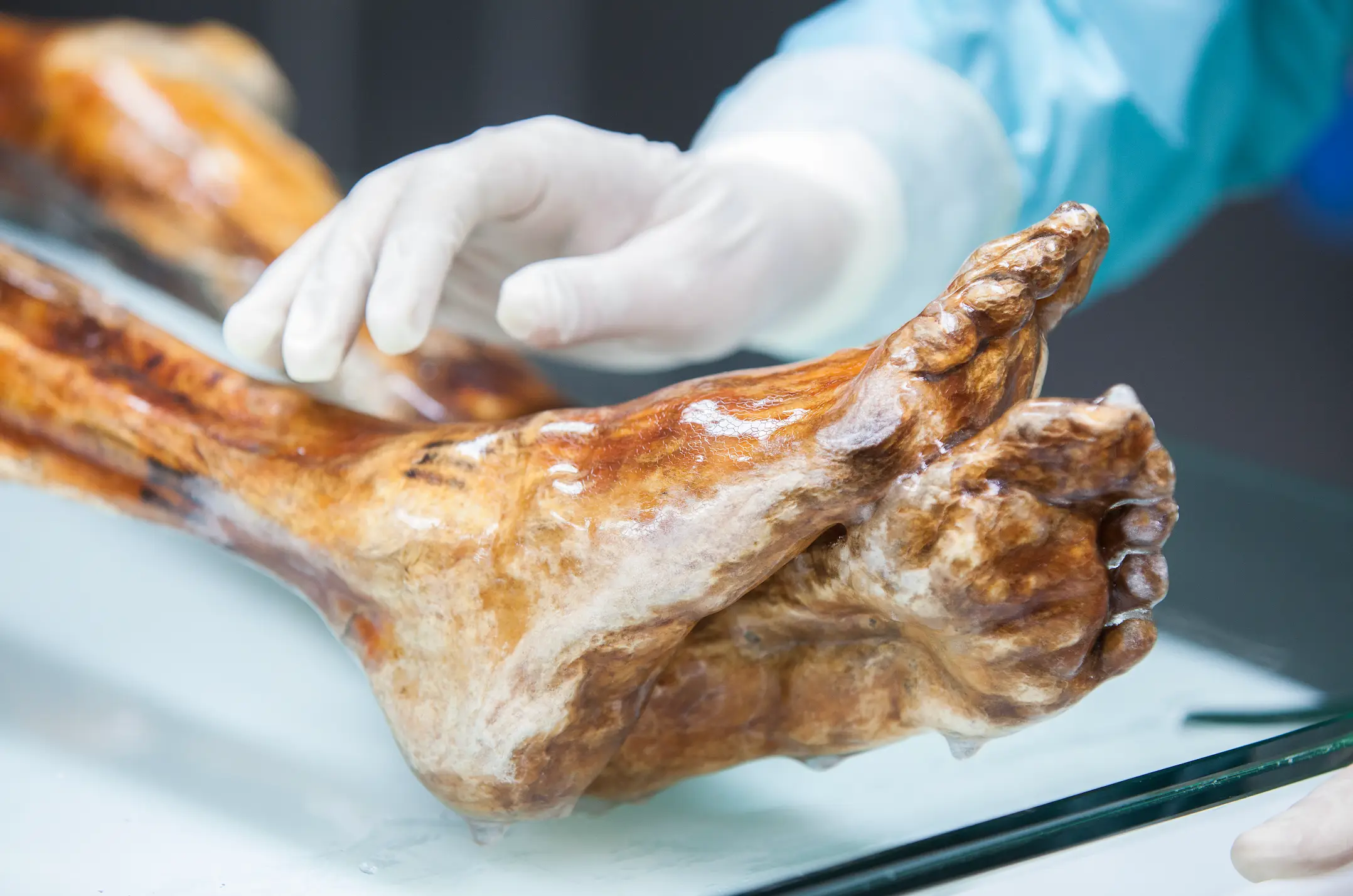 Yeast was found inside the guts of Ötzi the Ice Man (South Tyrol Museum of Archaeology/Eurac Research/Marion Lafogler)