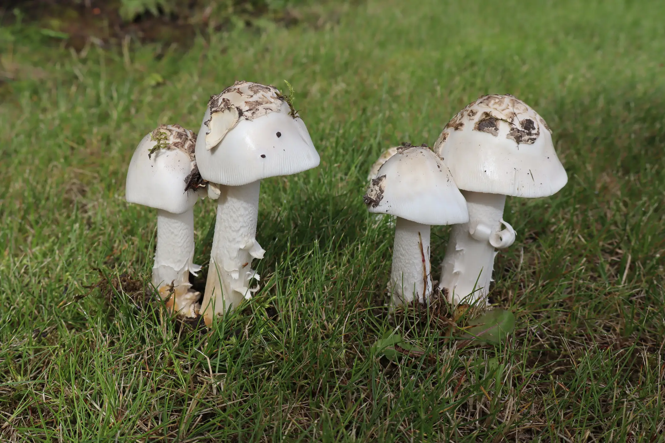 Destroying angel mushrooms are among the most lethal fungi found in the wild (John Drost/Getty Images)