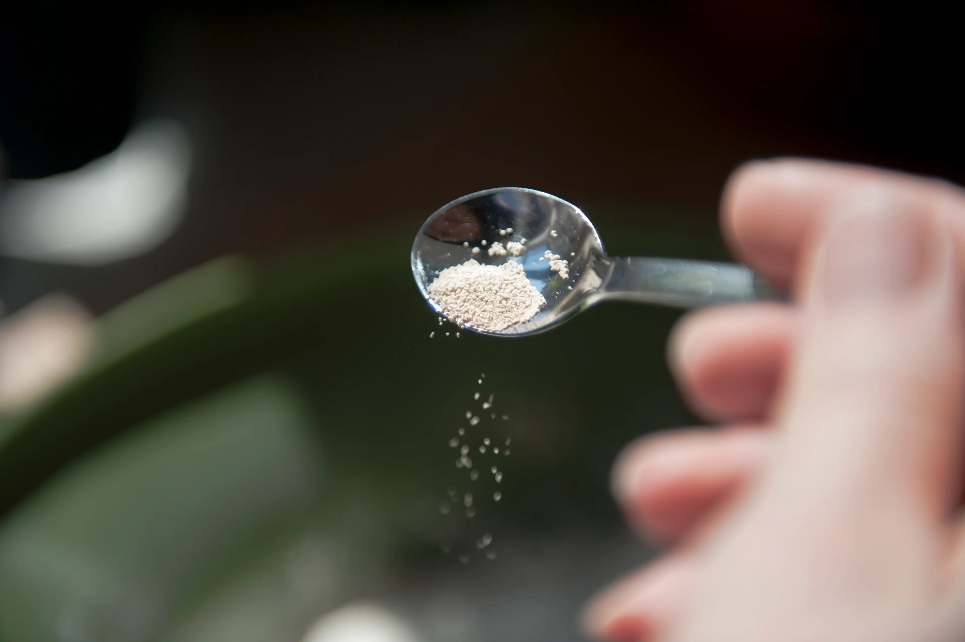 The study is based on a fission yeast model (Lucy Lambriex/Getty Images)