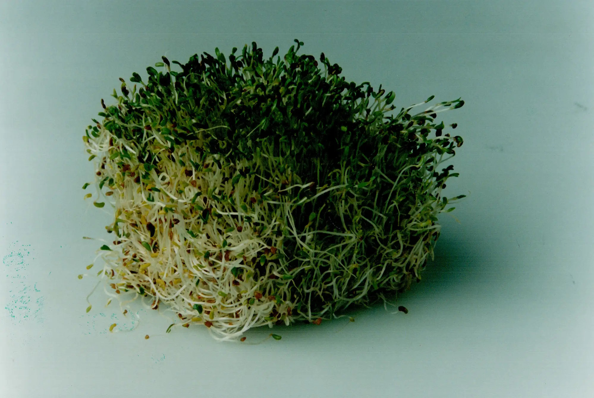 Alfalfa sprouts have been linked to the outbreak (Steve Russell/Toronto Star via Getty Images)