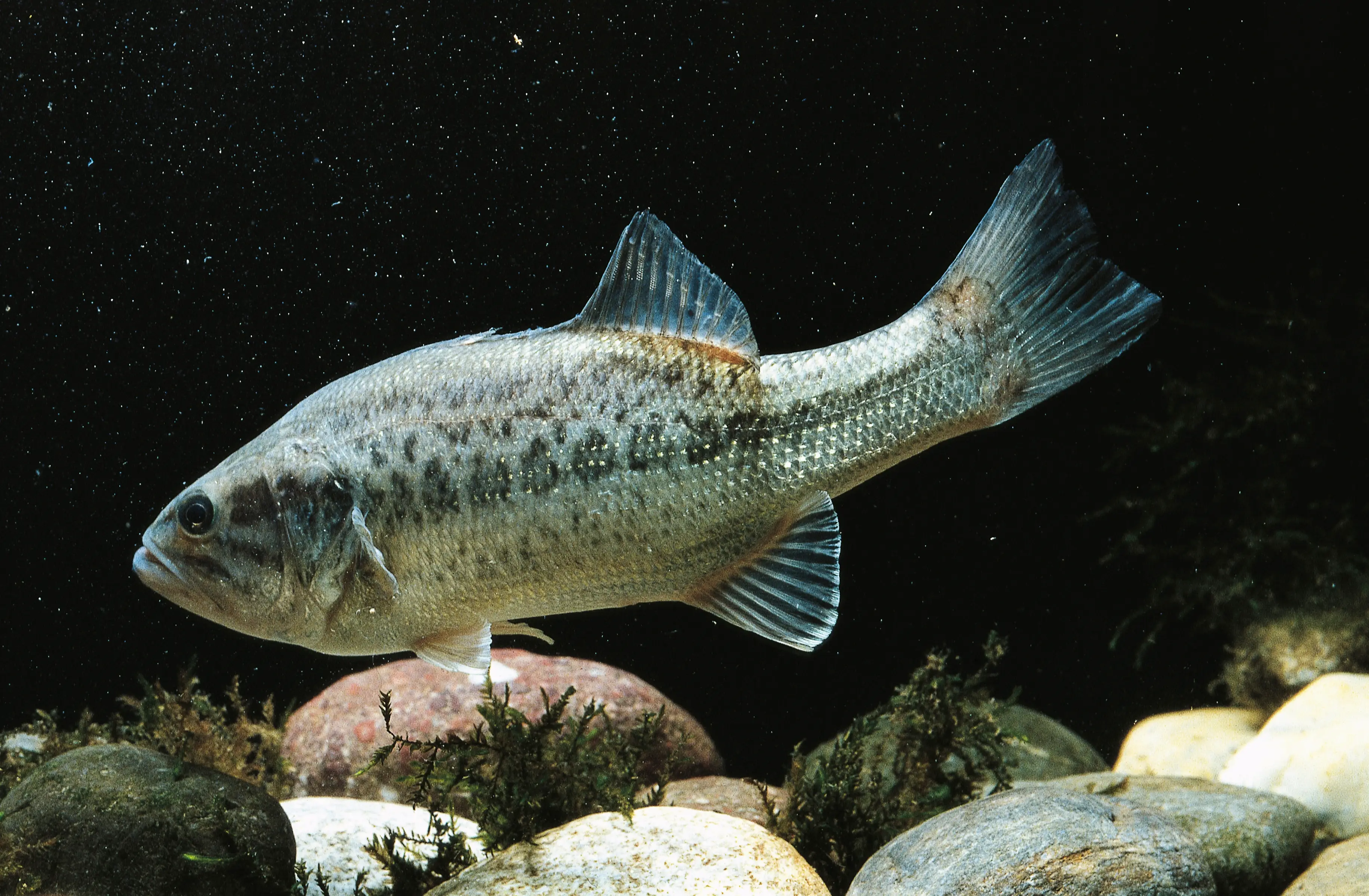 (DeAgostini/Getty Images)