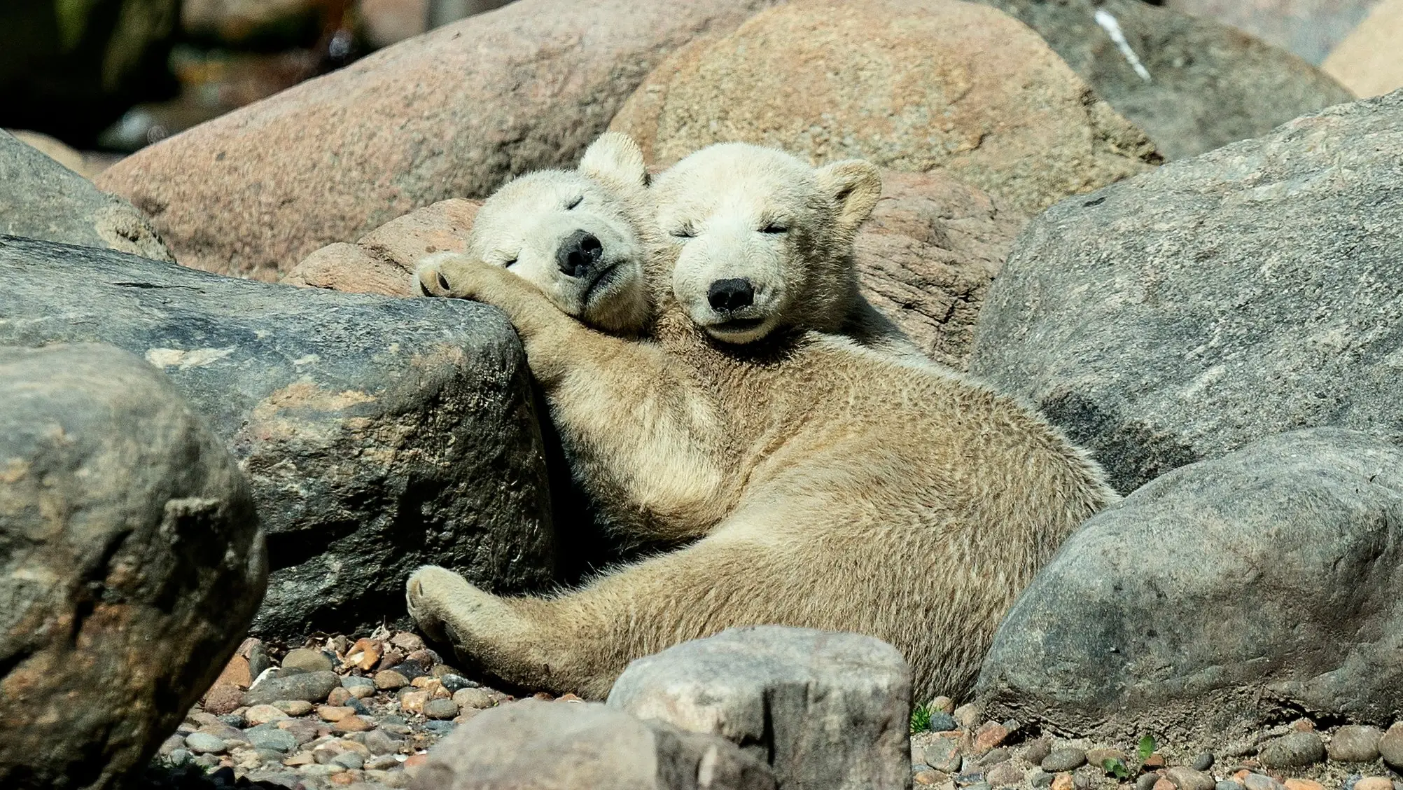 HENNING BAGGER/Contributor/Getty Images