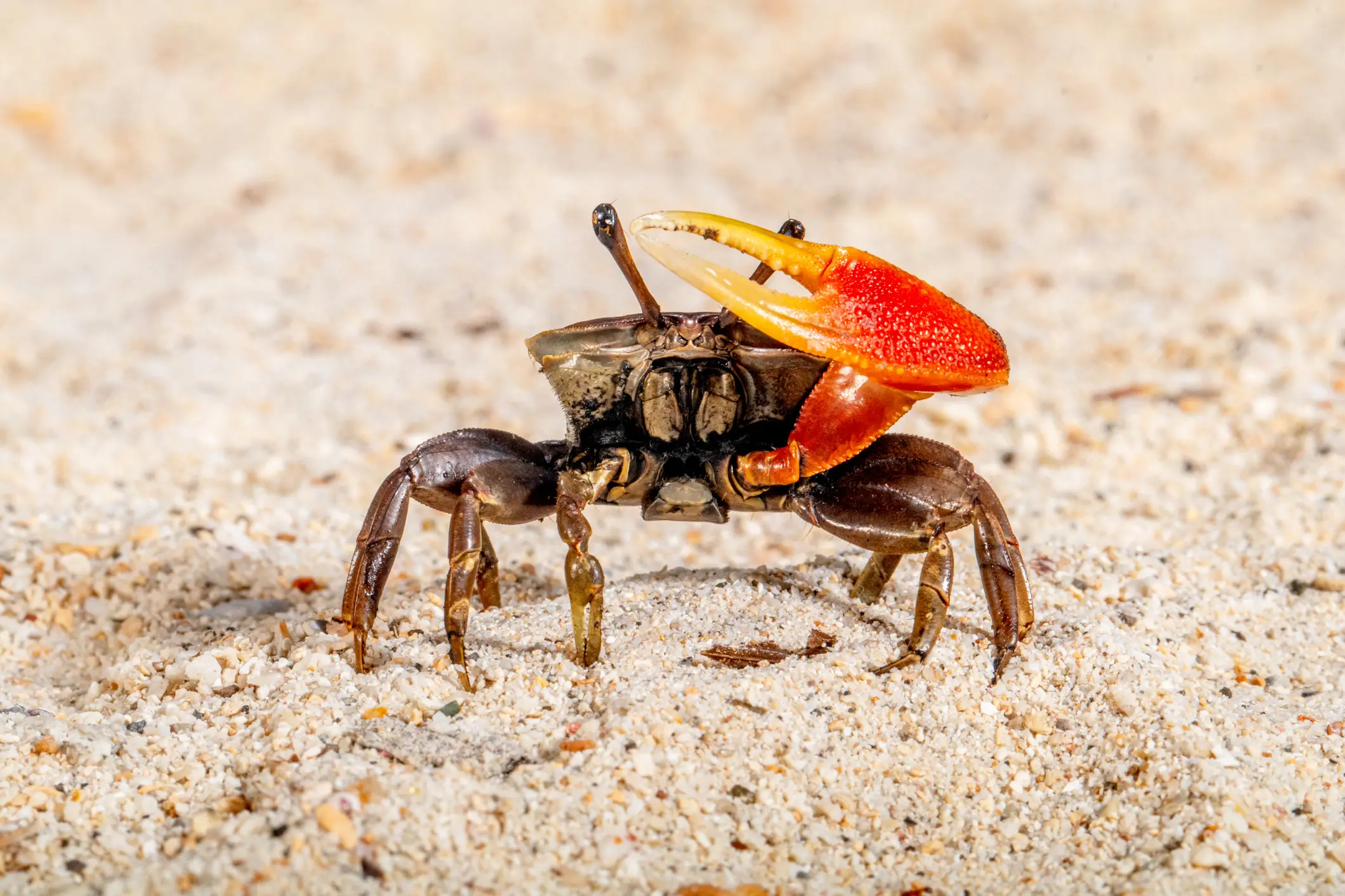 The experts studied fiddler crabs (Getty Stock)