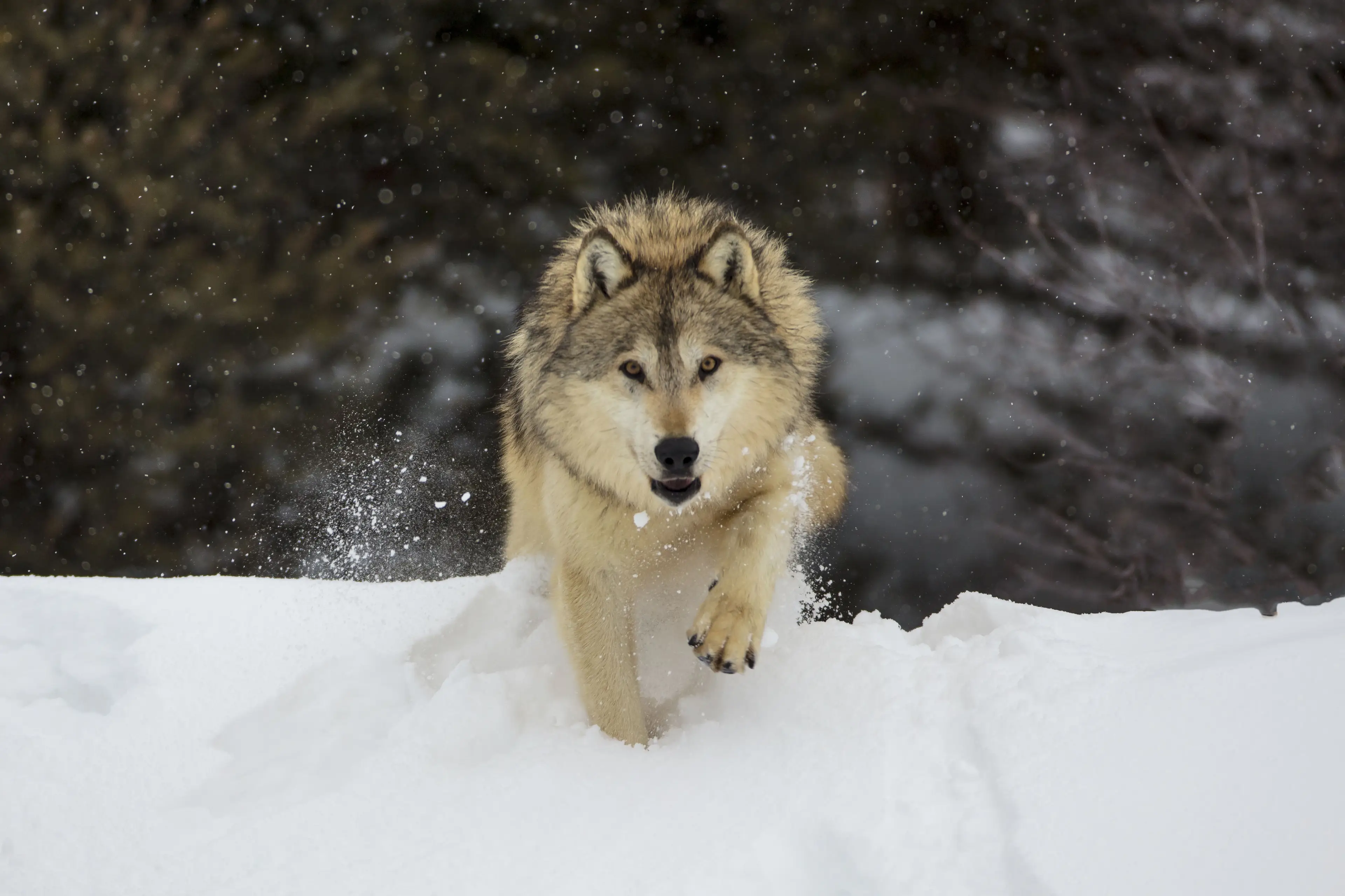 Animal campaigners have defended grey wolves