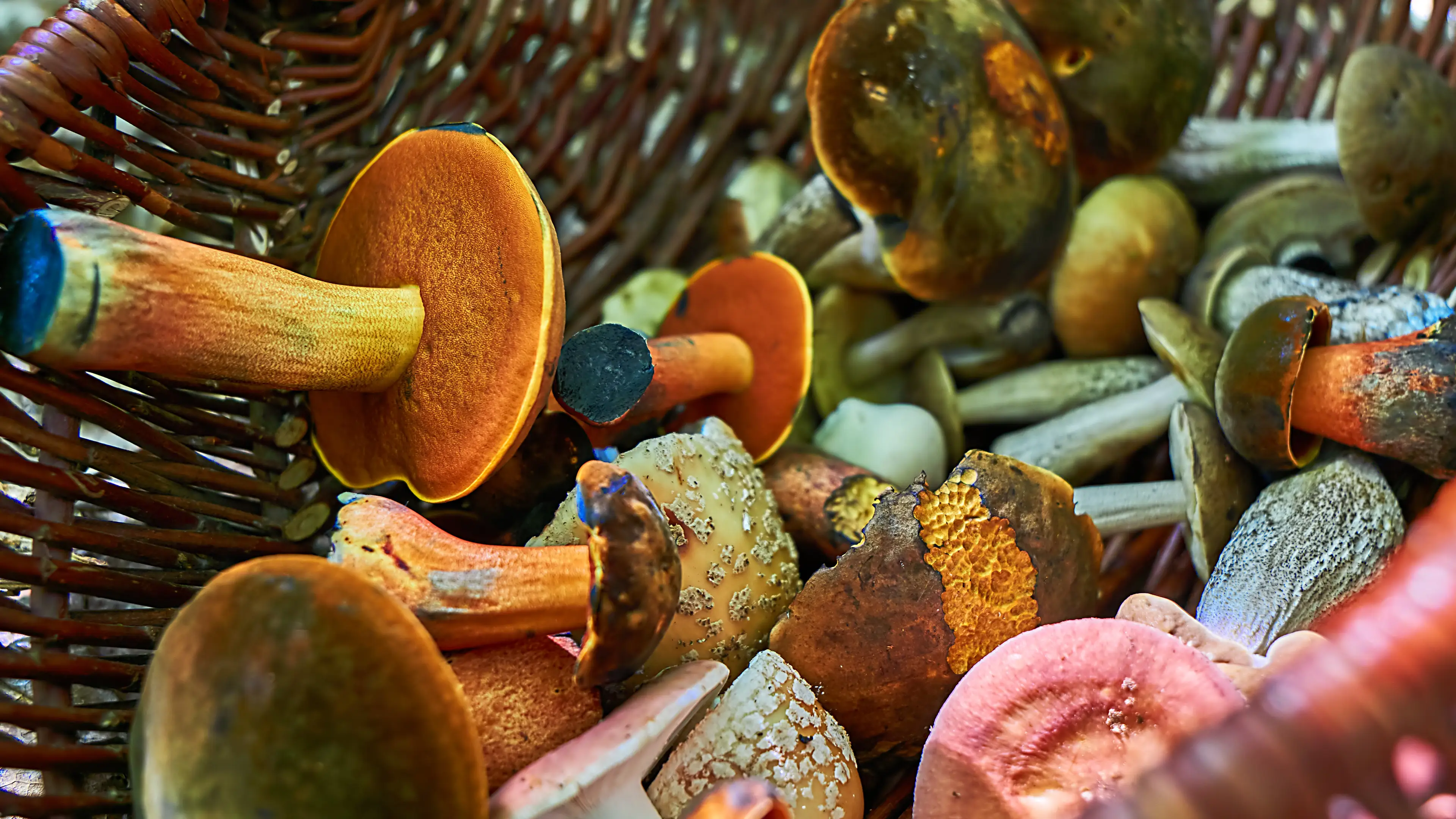 Tomekbudujedomek/Getty Images