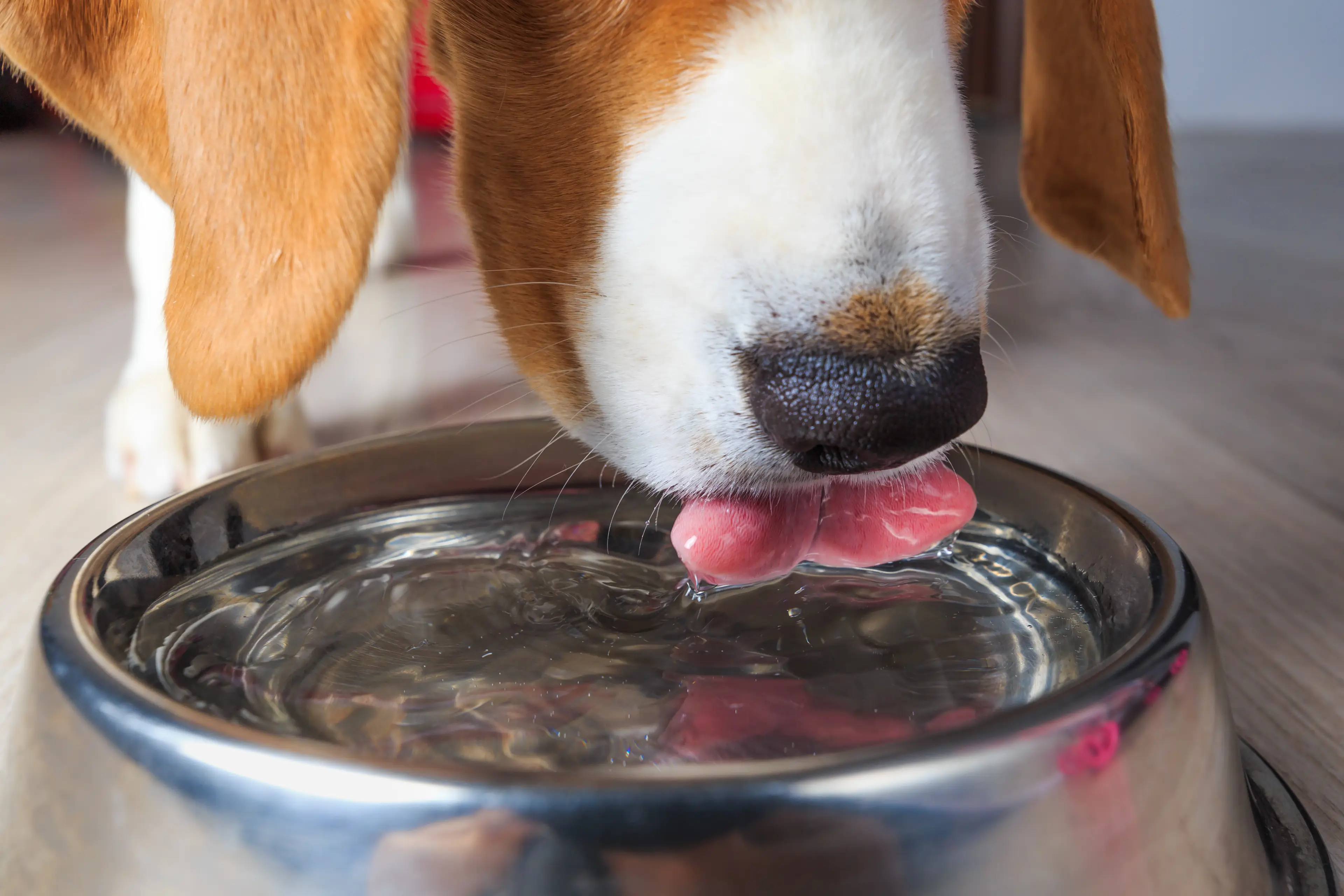 Could our bottles be dirtier than dog bowls? (alex_ugalek/Getty Images)