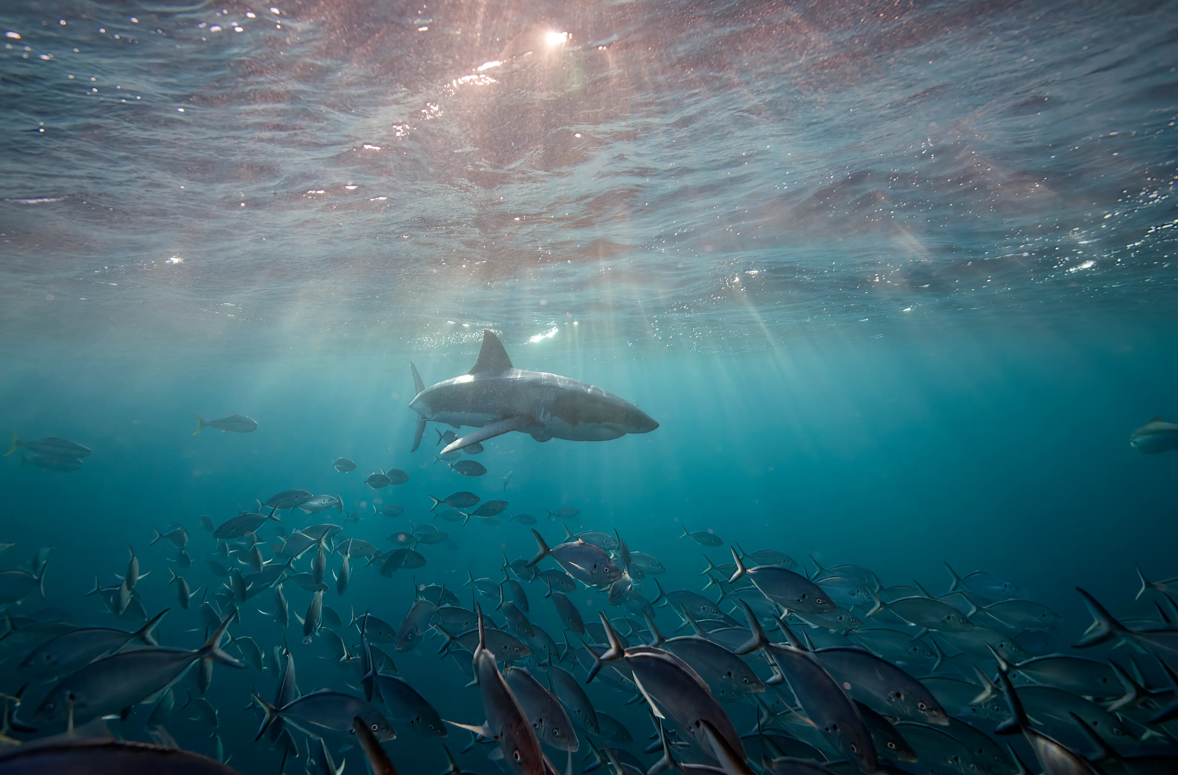 Are these fish blind or something? Get out of there! (Taken by Andrew Thirlwell/Getty Images)