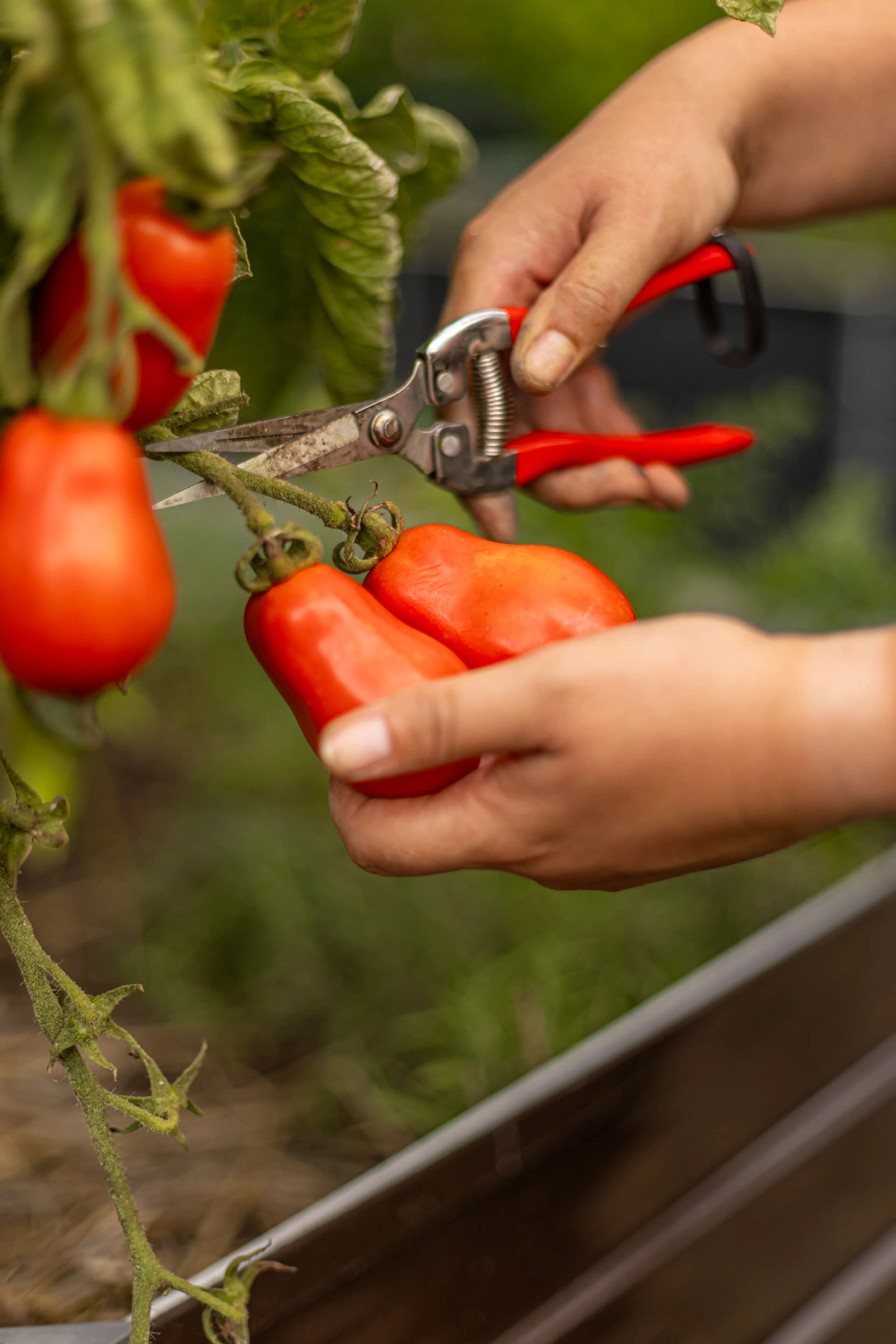 Cento Fine Foods has refuted the claims against the company's product (Getty Stock Image)