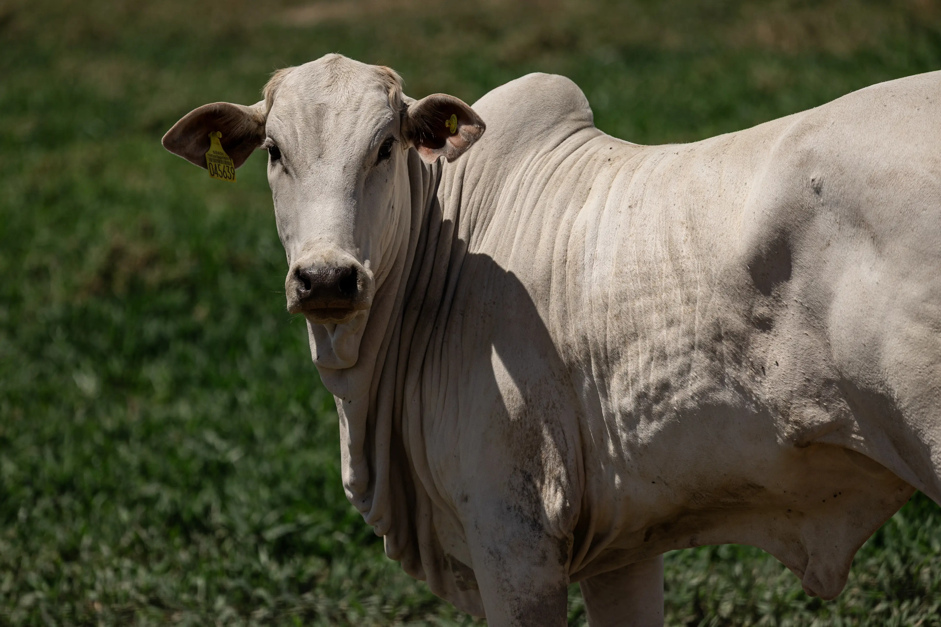 Brazilian importers have until 3 September to prove antibiotics are responsibly administered to livestock (Maira Erlich/Bloomberg via Getty Images)
