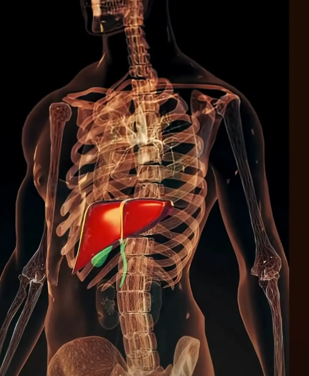 Around 6 to 10 hours in, your pancreas starts releasing glucagon (YouTube/MedBright)