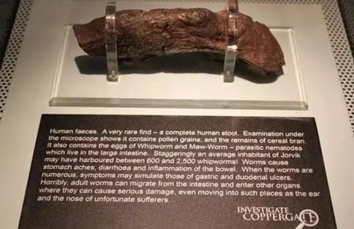 The enormous Viking poo is on display in a museum in York (Jorvik Viking Centre)