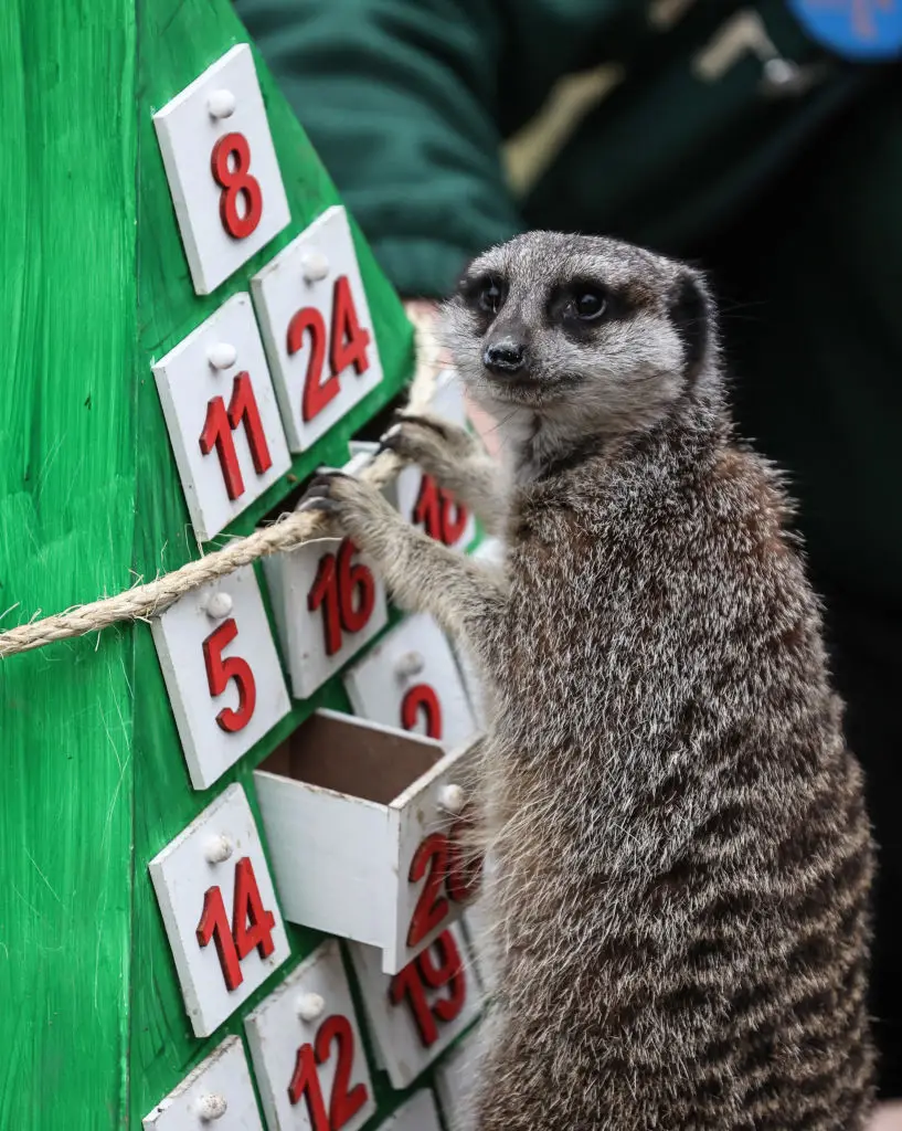 Adult humans and meerkats alike should enjoy advent calendars (SOPA Images/Getty Images)