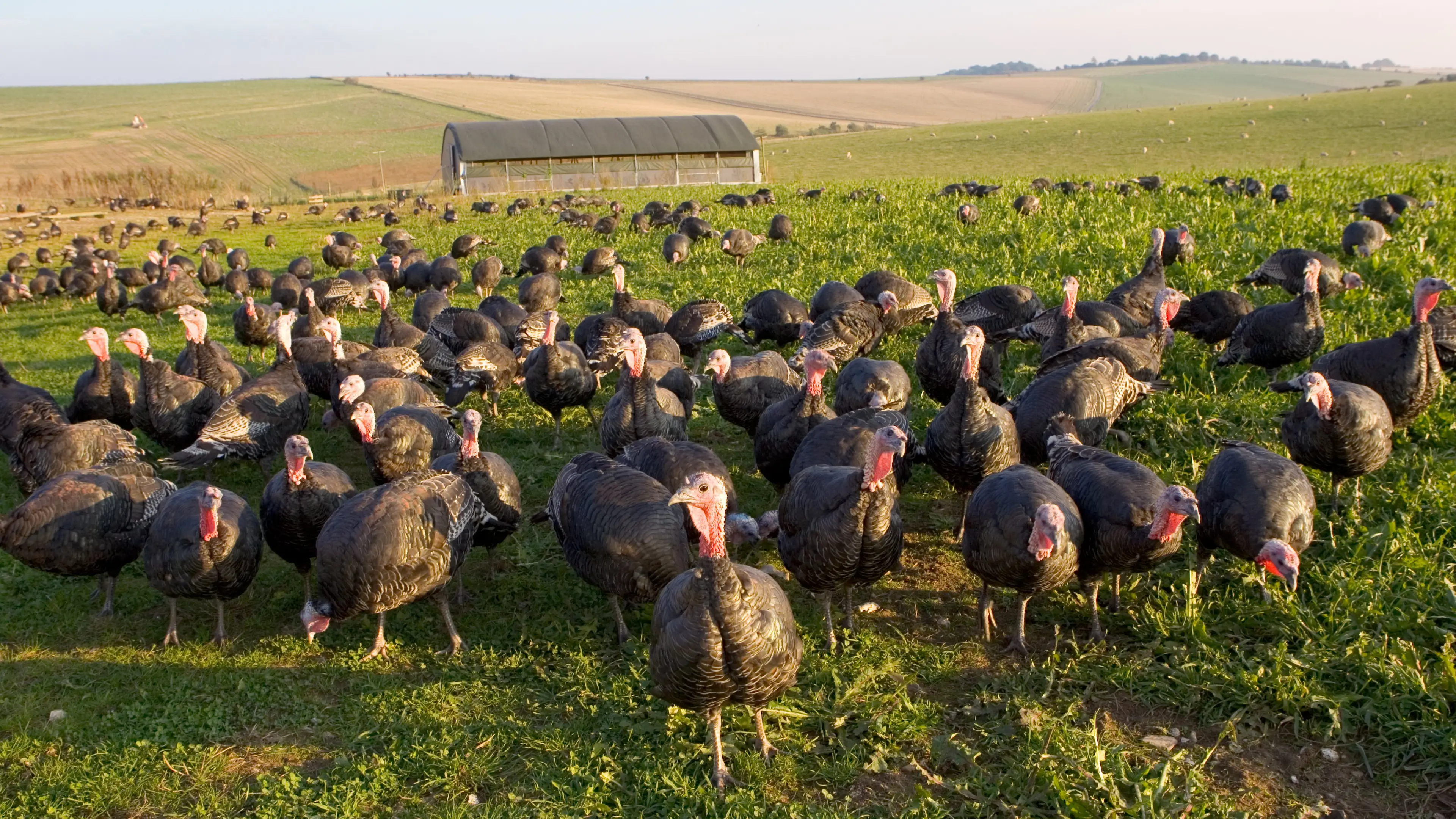 Tim Graham/Getty Images