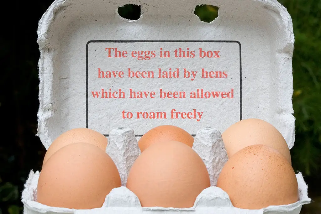 Speckled eggs can occur based on the diet of the hen laying them (Tim Graham/Getty Images)