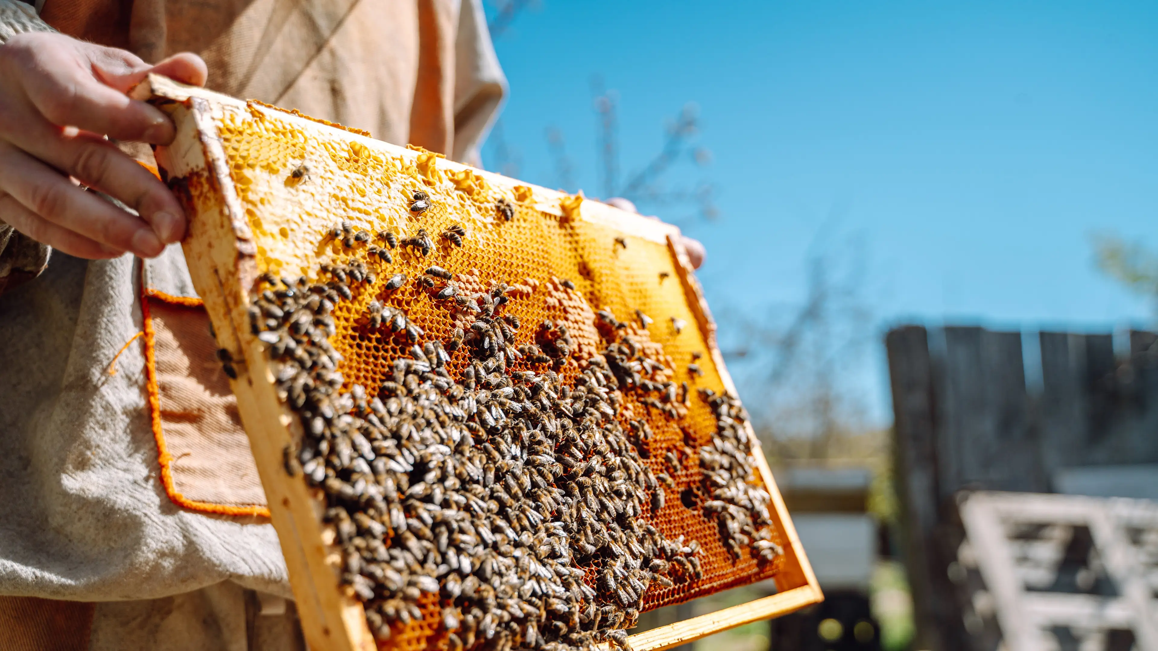 'Mad honey' is only found in two places in the entire world