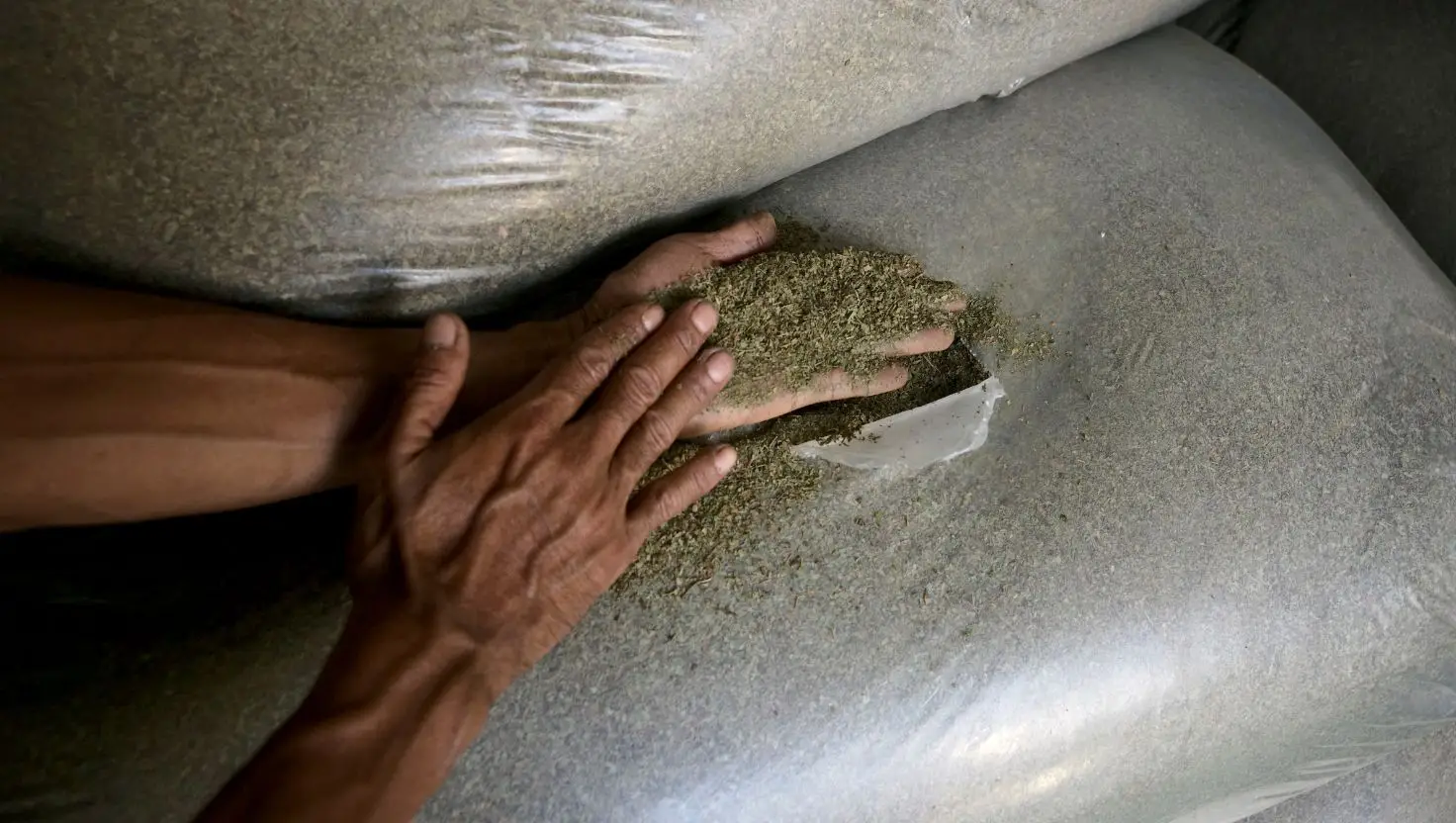 The FDA has warned against consuming kratom (Getty Stock Image)