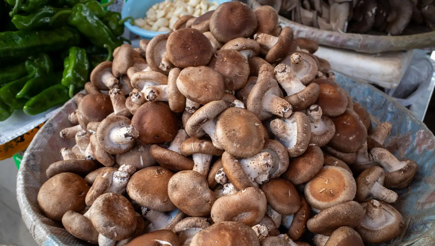 Mushrooms have been found to act as organic memristors, according to experts (Getty Stock Image)
