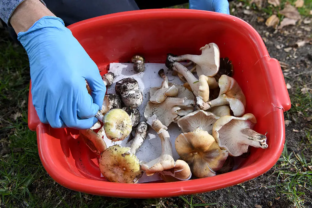 Toxic mushrooms like death caps can closely resemble edible varieties, increasing the risk for foragers. (William West/Getty Images)