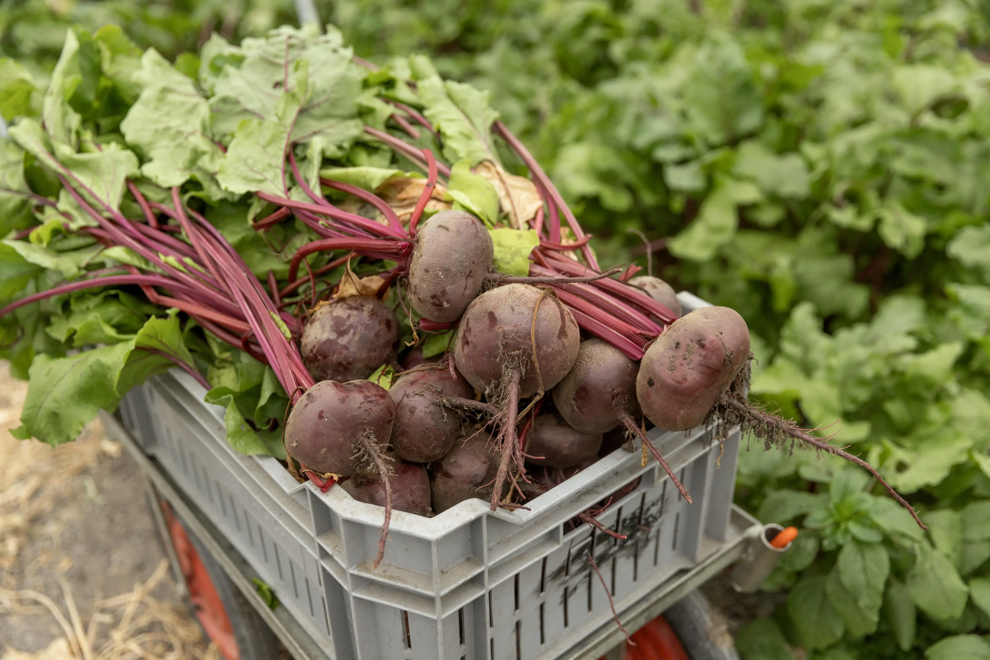 Beetroot has also been praised by health experts (Getty Stock Image)