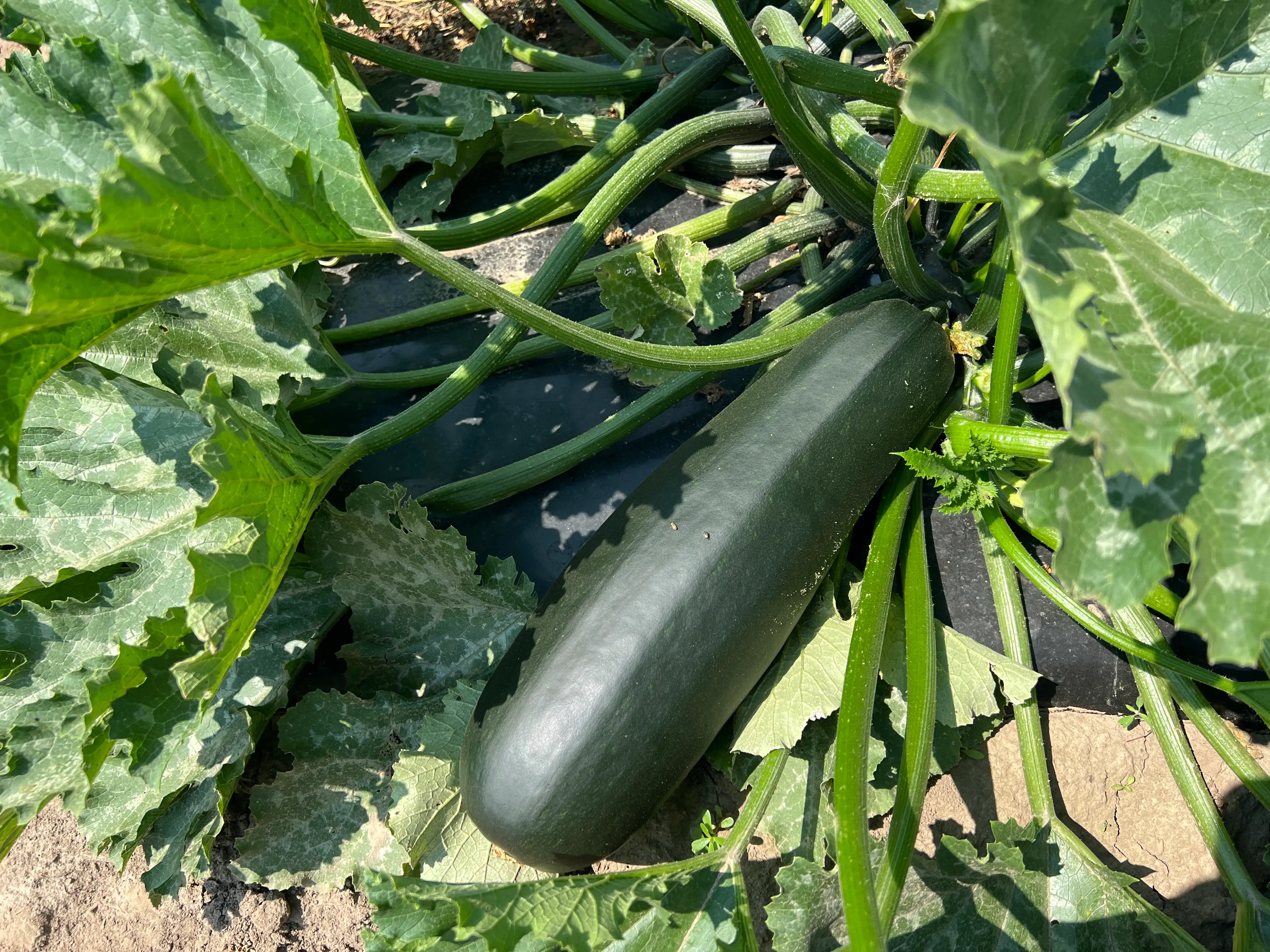 The green vegetable can carry a significant health risk (Creative Touch Imaging Ltd./NurPhoto via Getty Images)