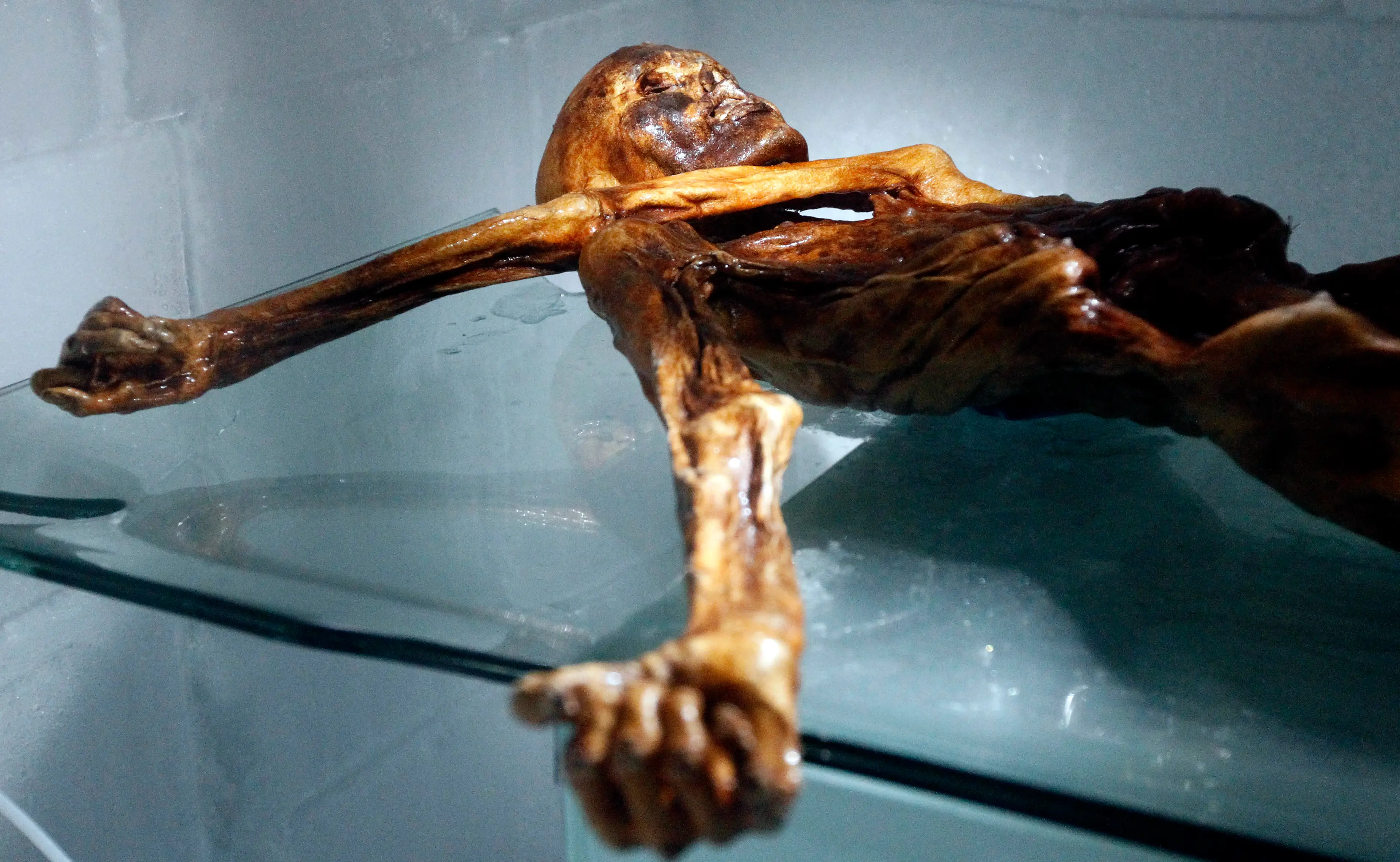 Ötzi the Iceman, pictured in 2011 (Andrea Solero / AFP via Getty Images)