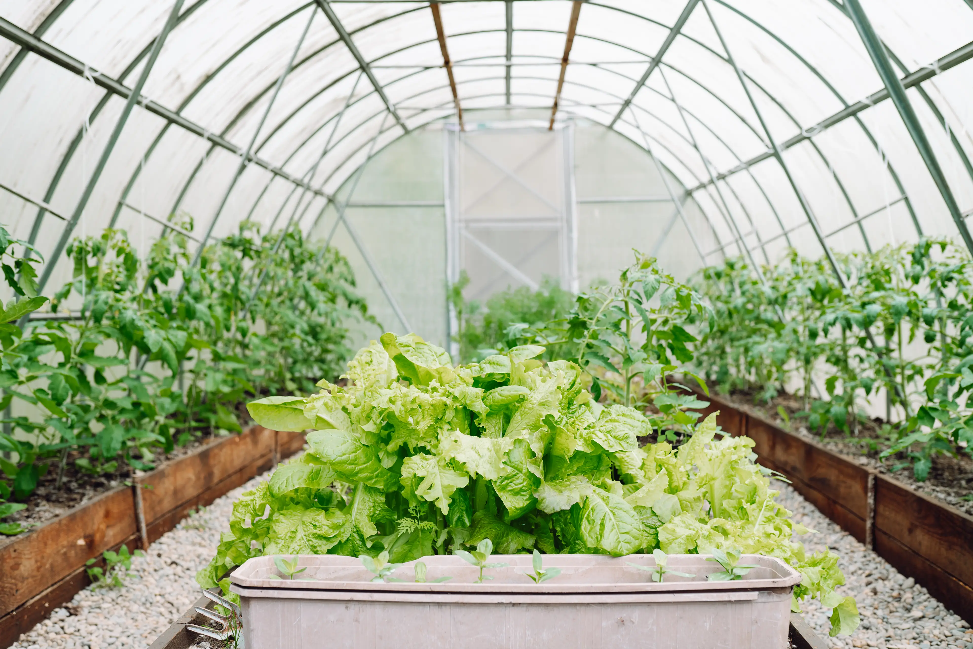 It isn't clear whether the lettuce has been supplied to other restaurants or supermarkets. (Getty Stock Images)