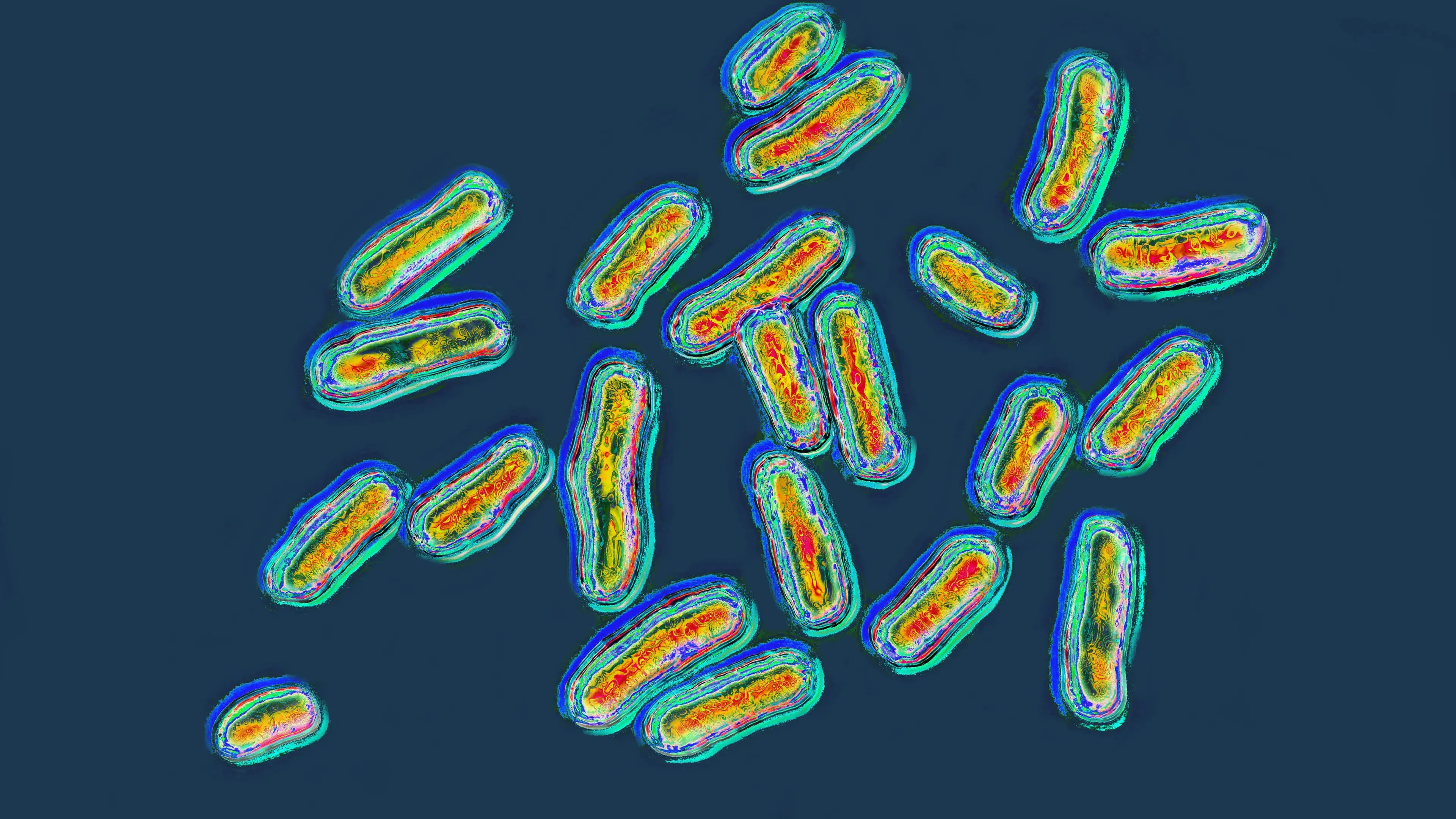 Health alert issued amid mysterious salmonella outbreak in US