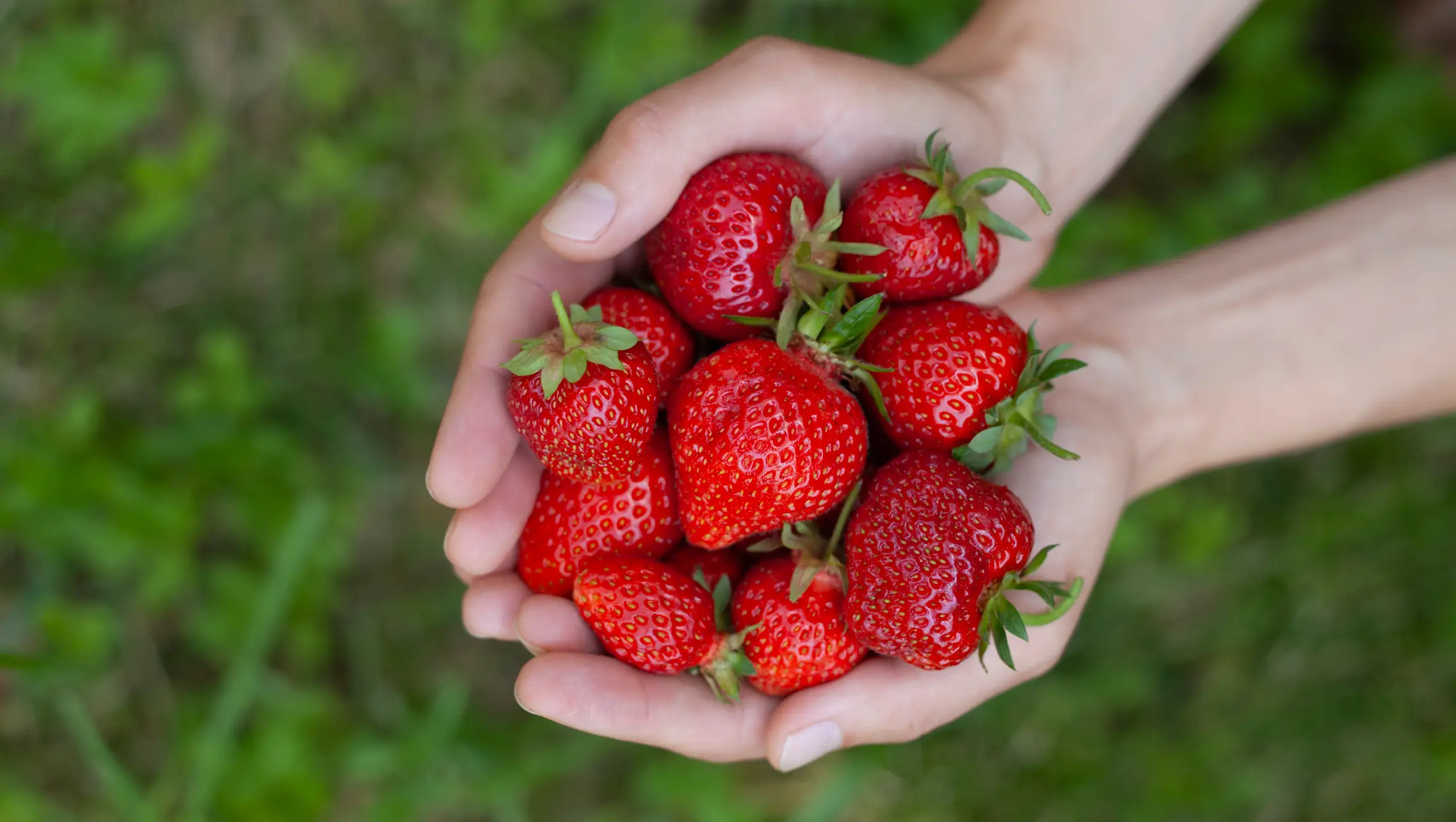 Strawberries are having a bumper year in the UK thanks to ideal growing conditions through the spring (joannatkaczuk/Getty Images)