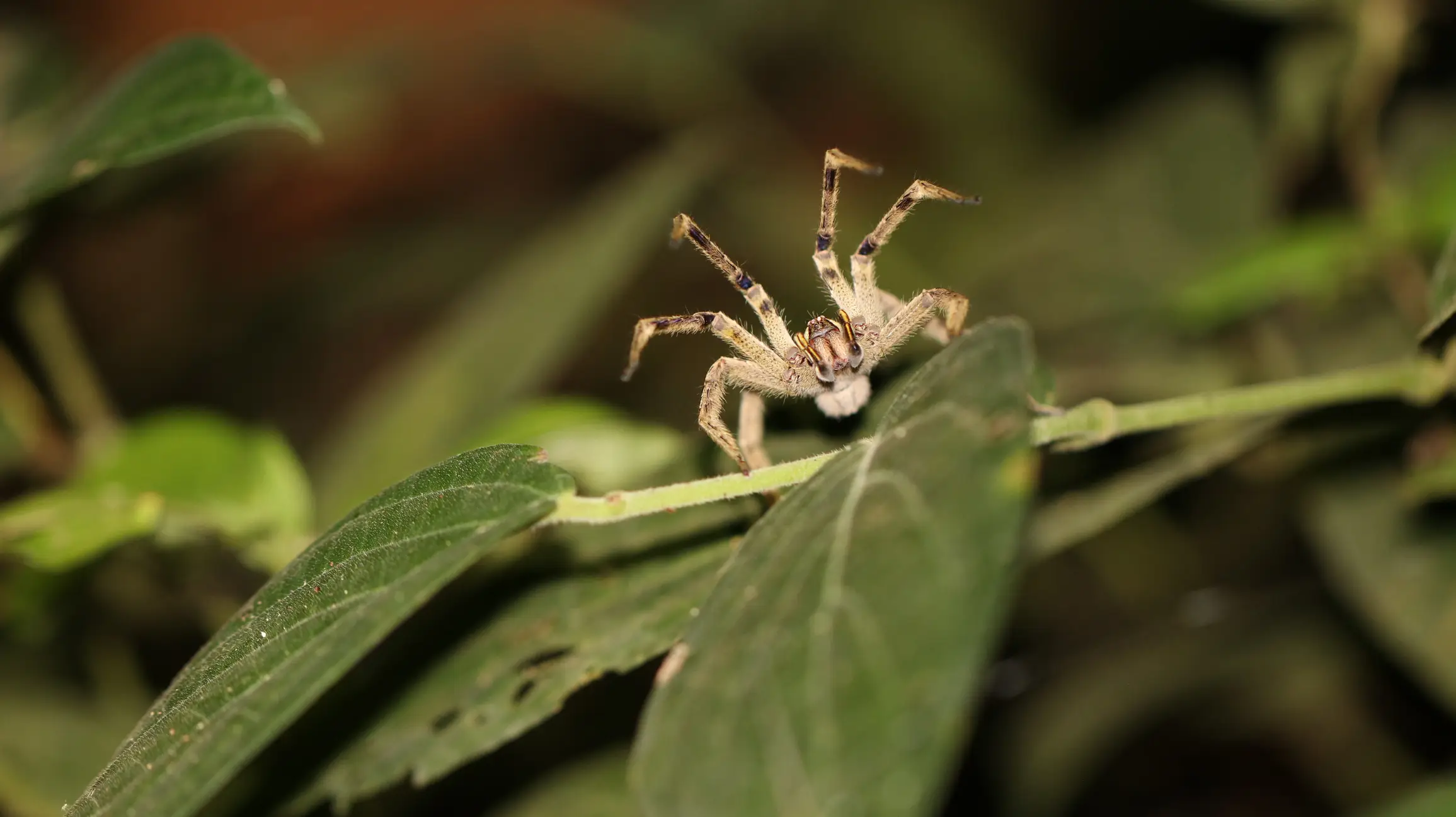 A Brazilian Wandering Spider - Linnea Hoover via Getty Images