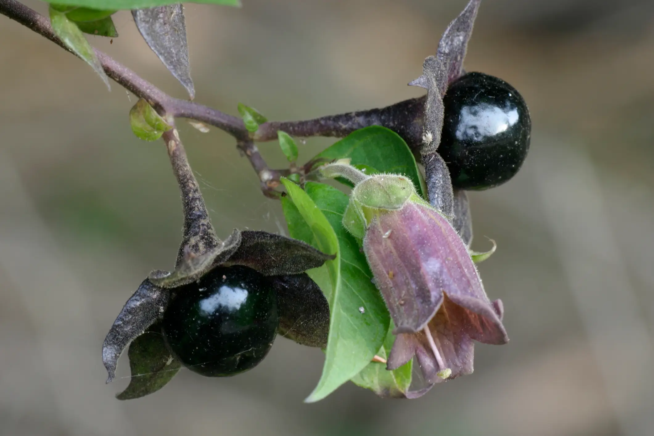 Potatoes come from the same family as the deadly nightshade (Naturfoto Honal/Getty Images)