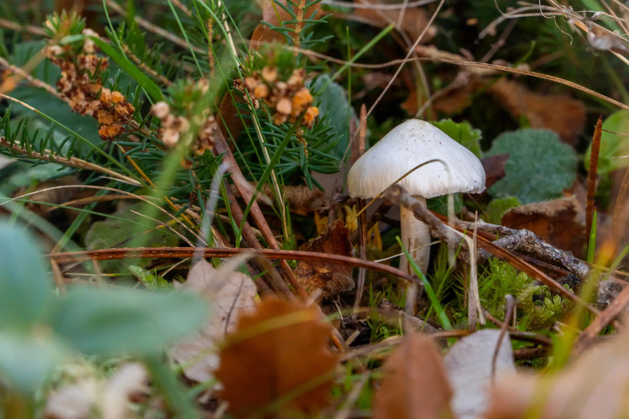 Seven people were hospitalised due to eating wild mushrooms (Colorsandia/Getty Stock)