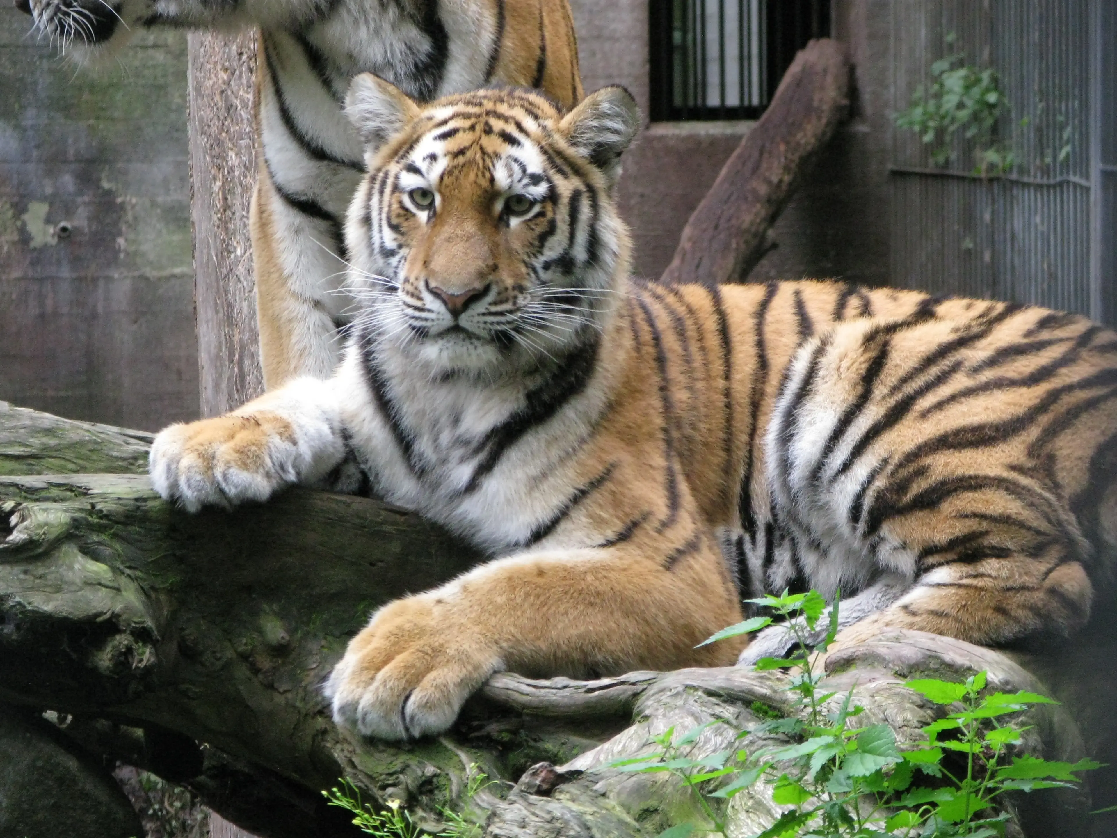 This guy was wondering if you've got any spare guinea pigs (Peter Bischoff / Stringer/Getty Images)