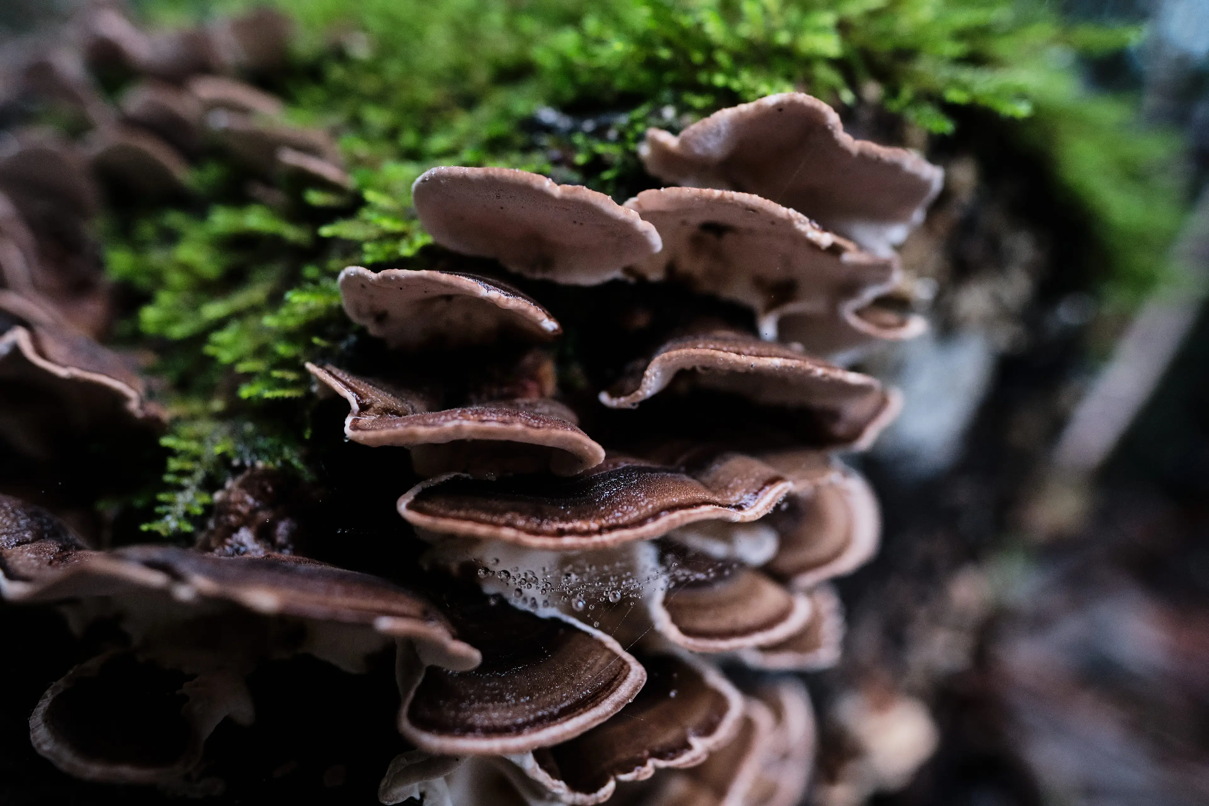 Wild mushrooms can look and taste similar to safe mushrooms, experts warned (Getty Stock Image)
