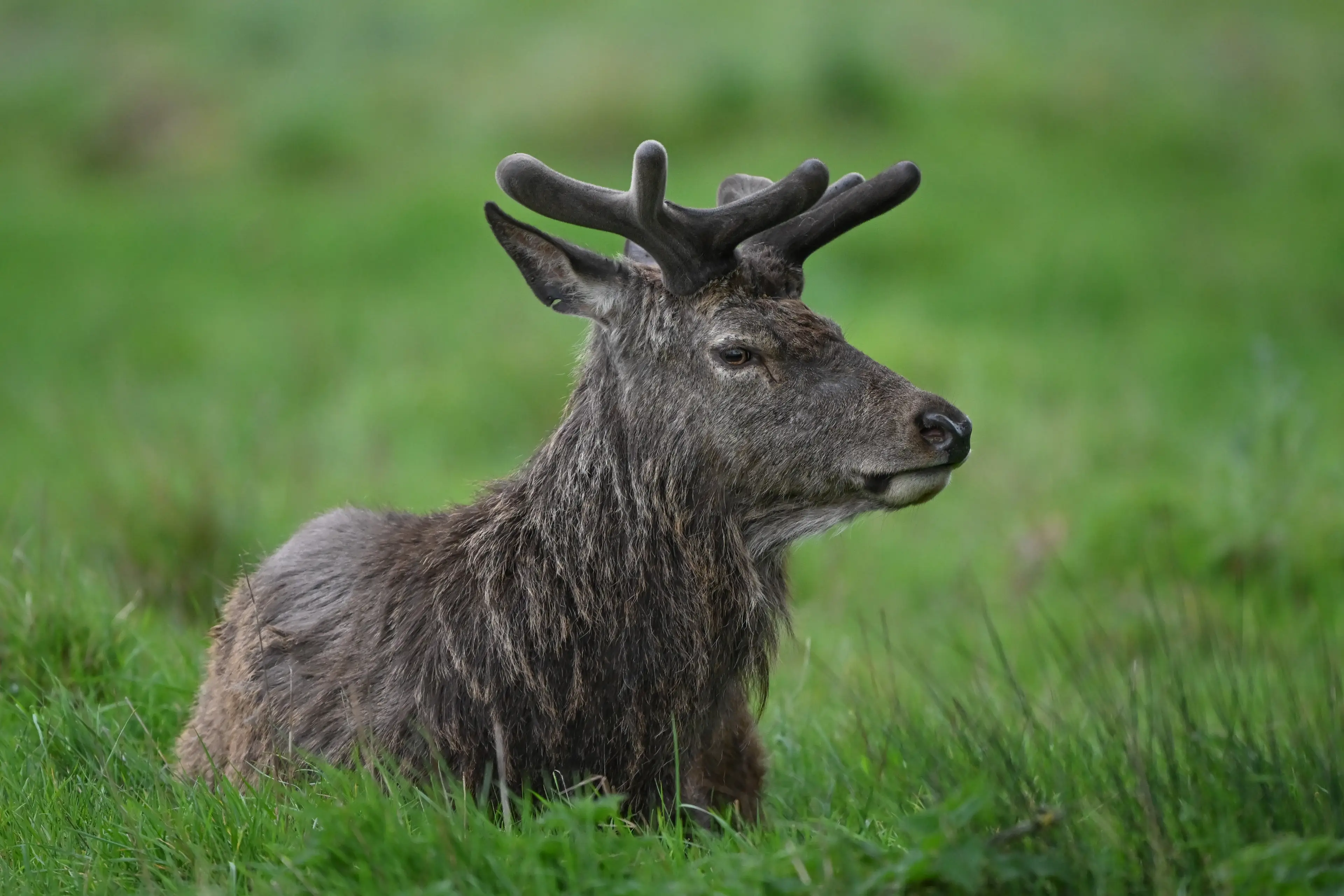 Venison, with its myriad of health benefits, is being served up to Wimbledon tournament stars (Rasid Necati Aslim/Anadolu via Getty Images)