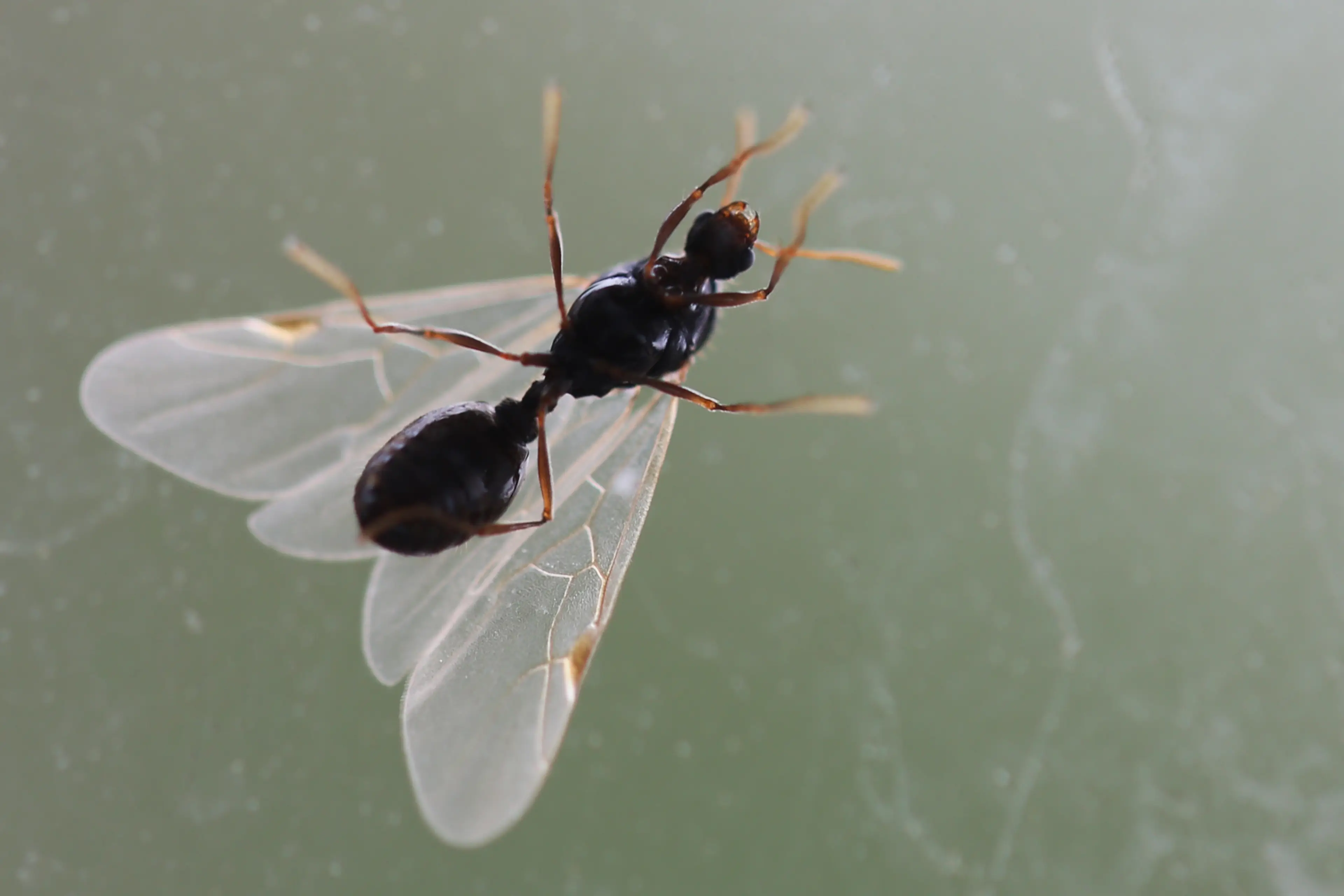 These bugs have emerged for mating purposes (Creative Touch Imaging Ltd./NurPhoto via Getty Images)