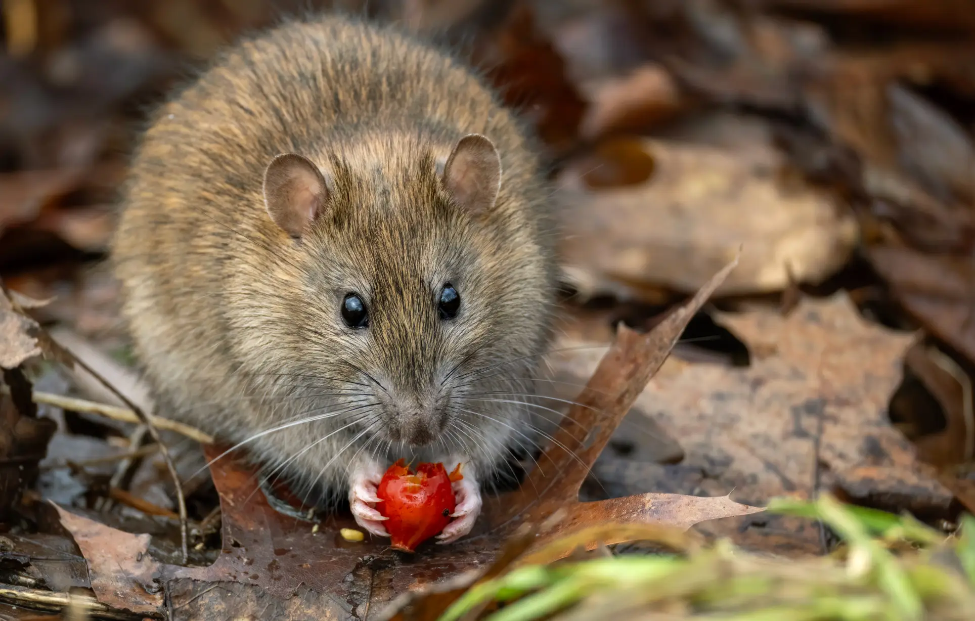The disease is spread through contact with urine or faeces of rodents (Getty Stock Images)